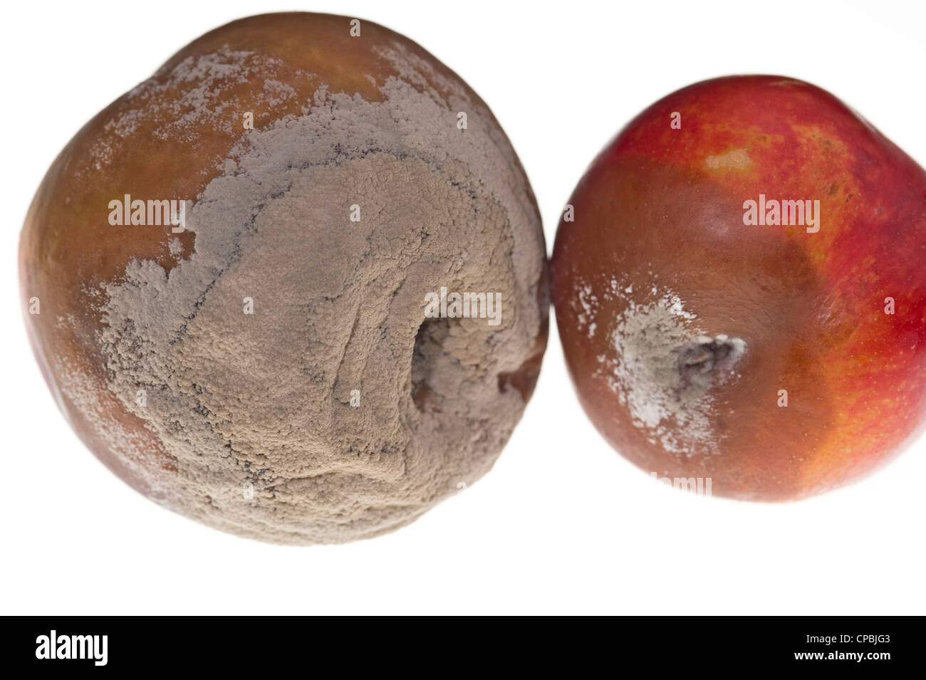 Les symptômes de la pourriture brune sur les pêchers et nectarines Banque D'Images