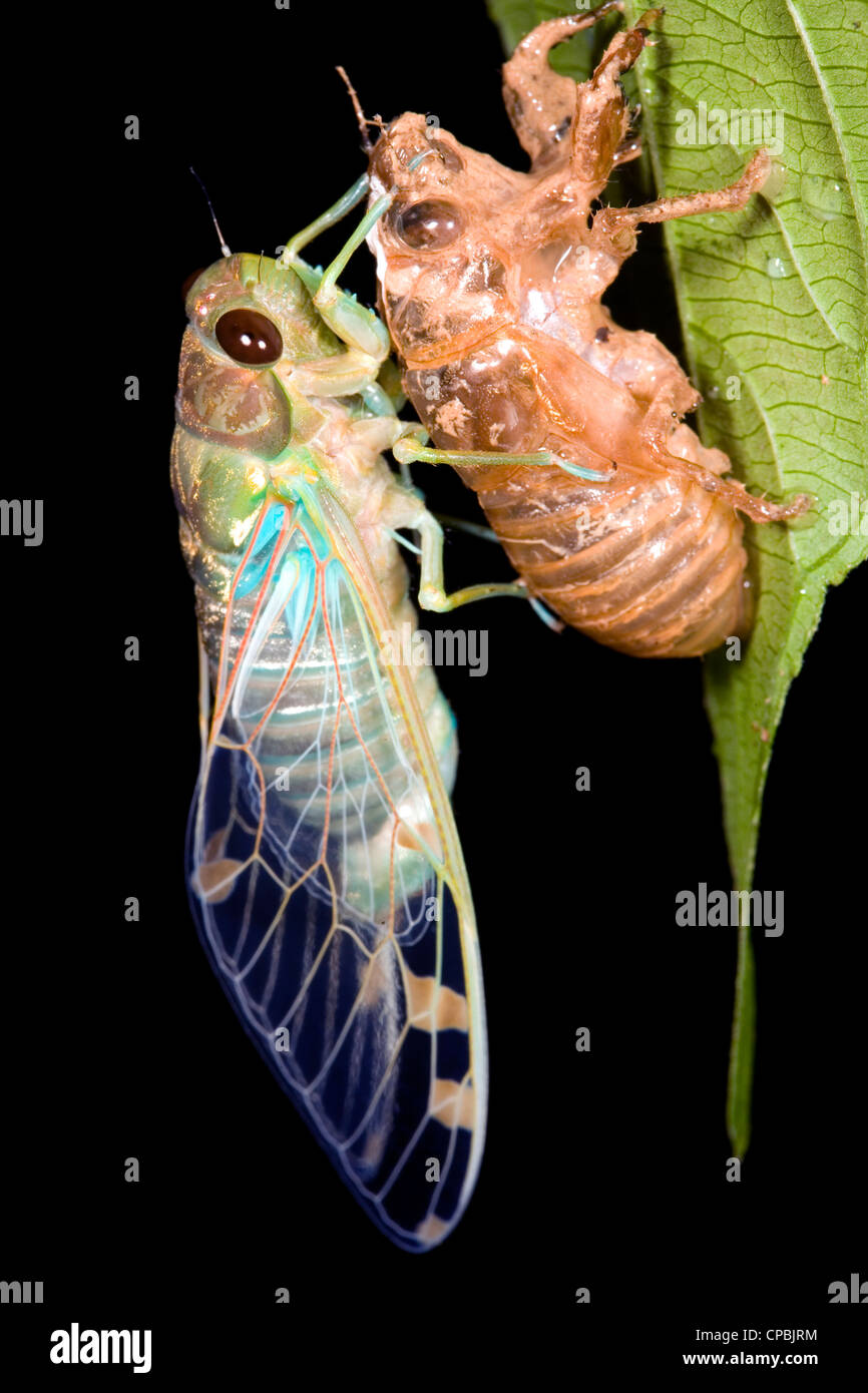 Cigale changer sa peau dans la forêt la nuit du sous-bois Banque D'Images