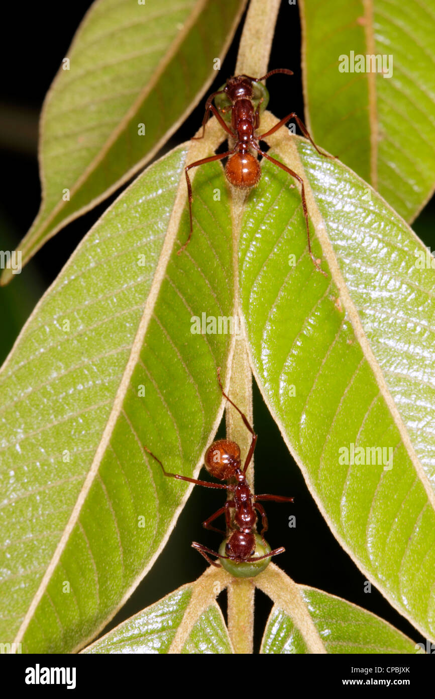 Rassemblement des fourmis de nectar de fleurs d'une feuille d'une forêt sur les nectaires pétiole Banque D'Images