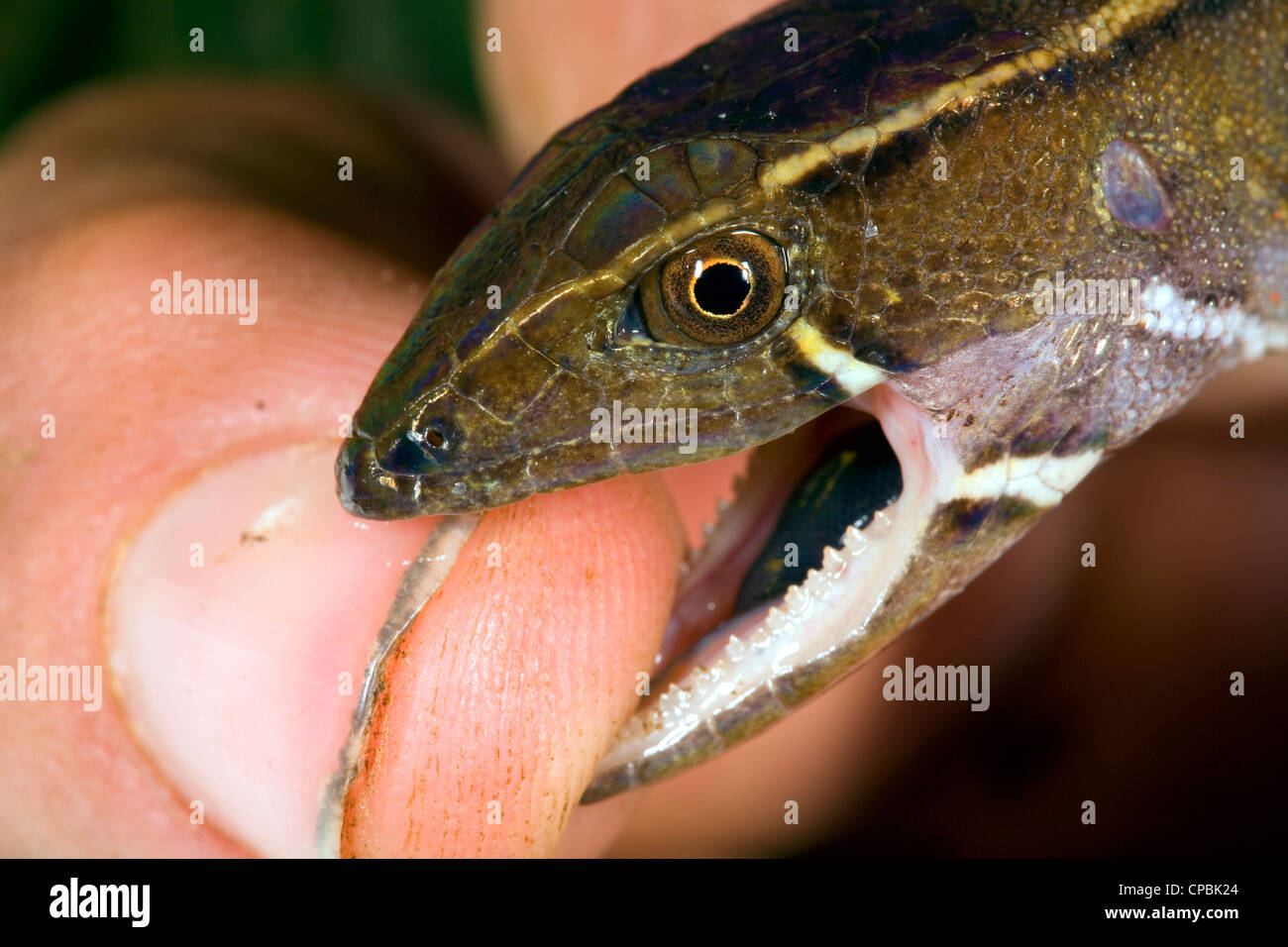 Lizard (Potamites sp.) Gymnophthalmidae mordre un doigt. Banque D'Images