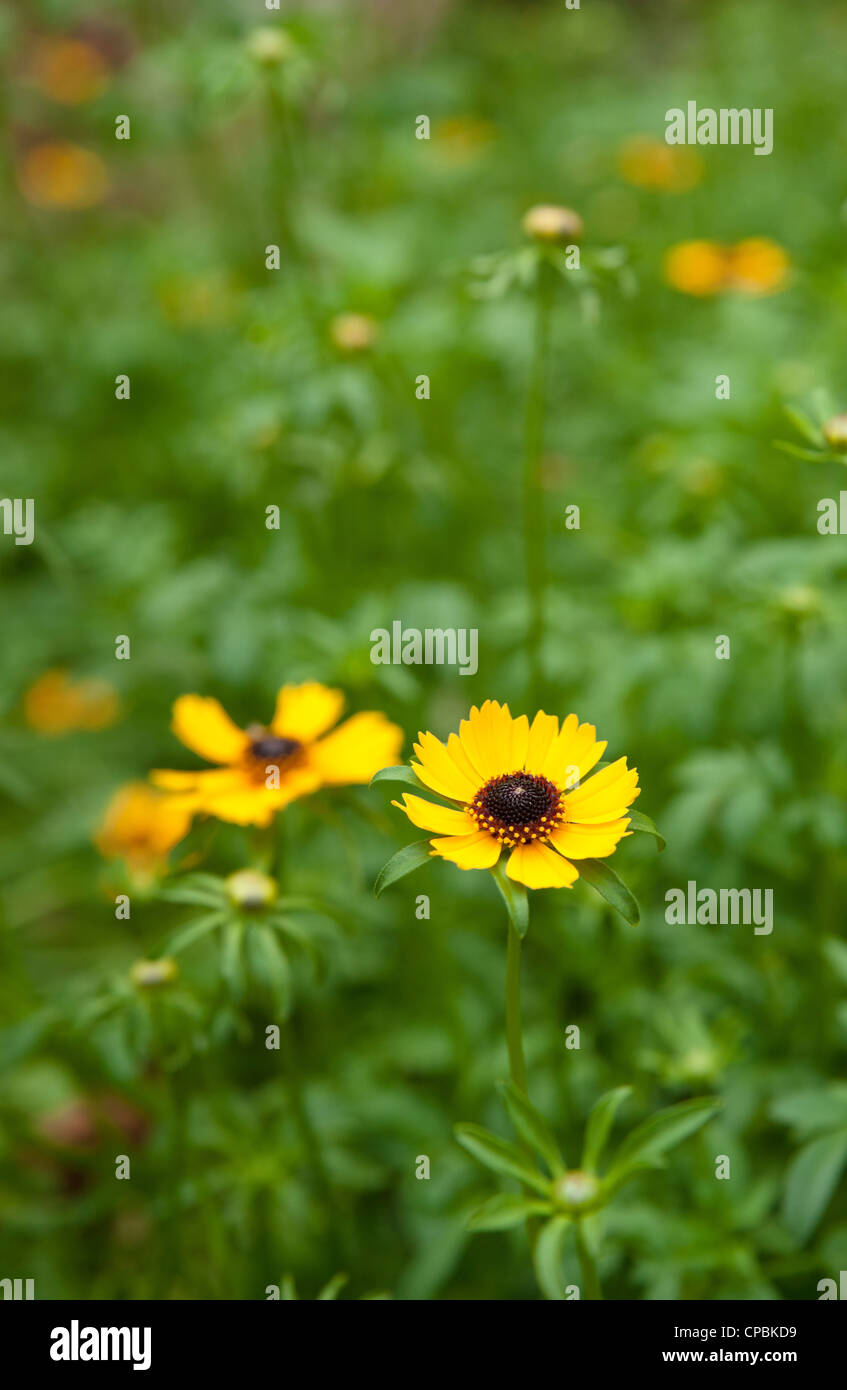 Yellow Black Eyed Susan daisy fleurs du jardin Banque D'Images