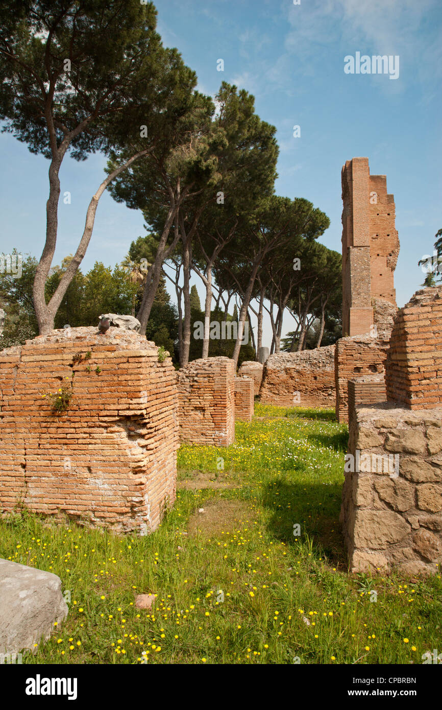 Rome - ruines de colline du Palatin et de pin Banque D'Images