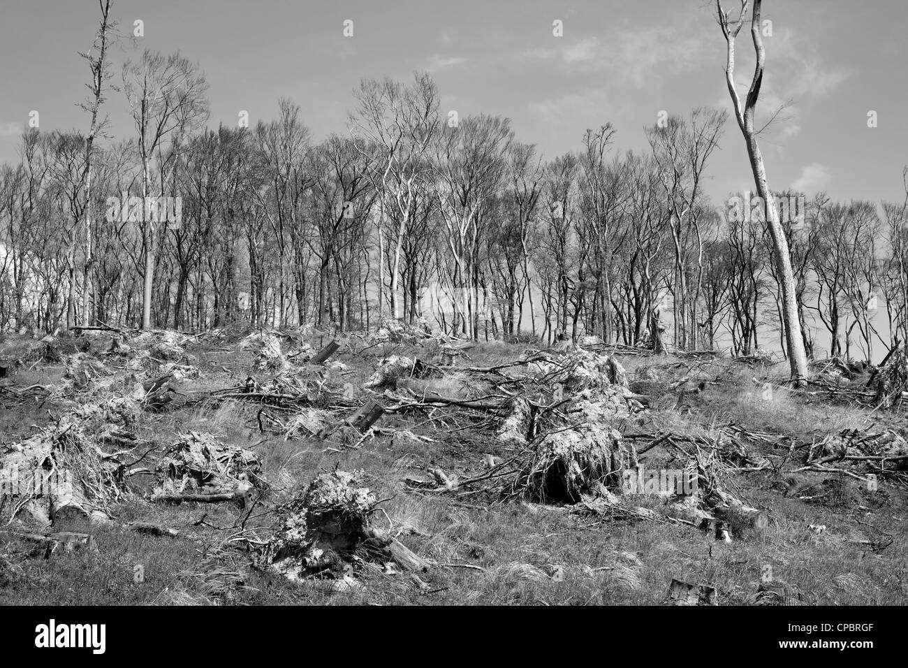 Après la tempête et la coupe forestière Banque D'Images