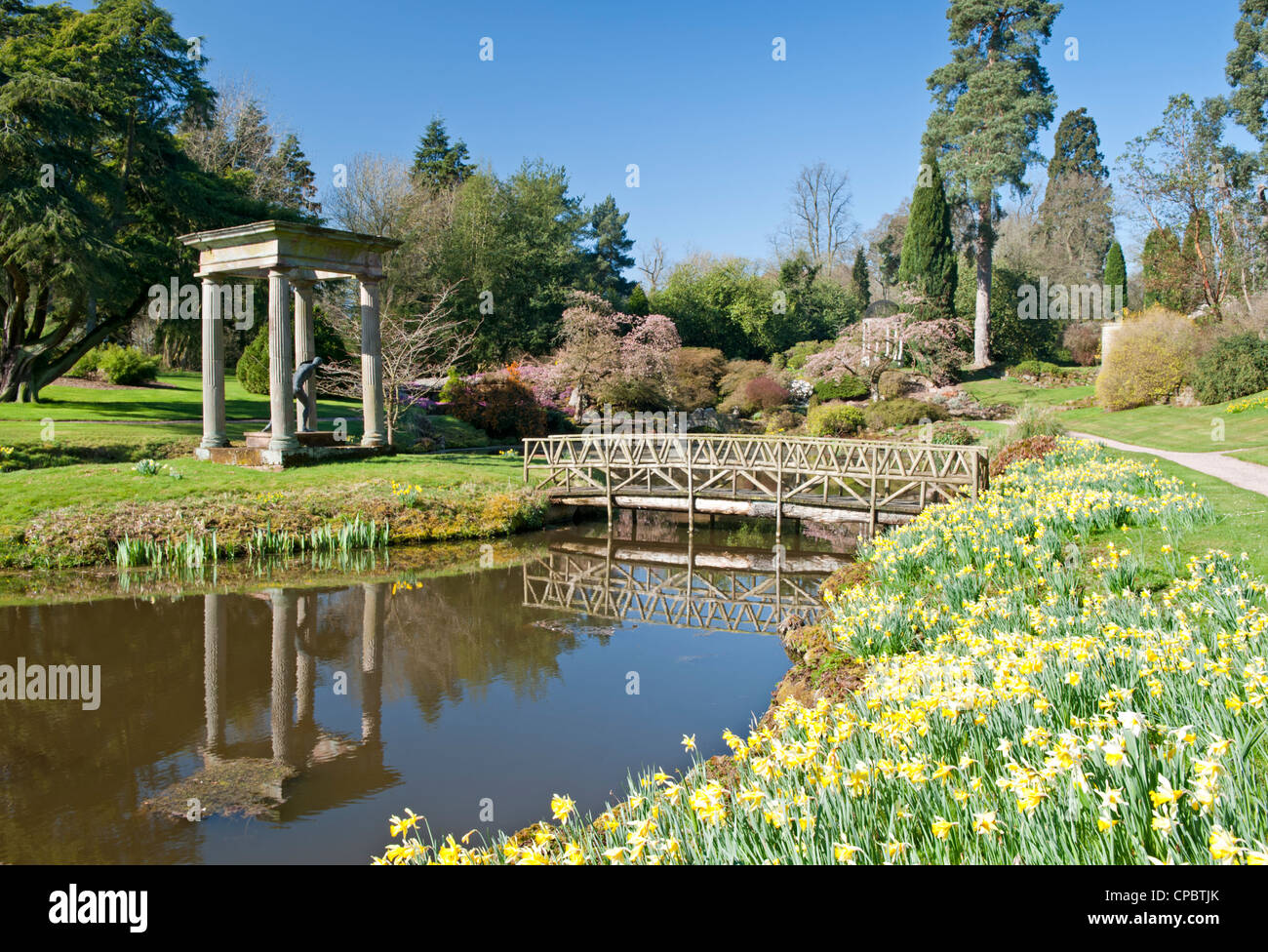 Les jonquilles dans le jardin de Temple au printemps, Cholmondeley Castle, Cholmondeley, Cheshire, England, UK Banque D'Images