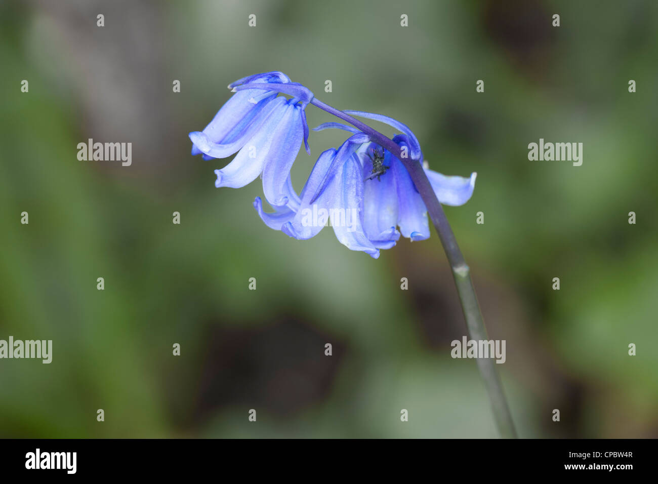 Bluebell Hyacinthoides non-scriptus close-up of flowers Banque D'Images