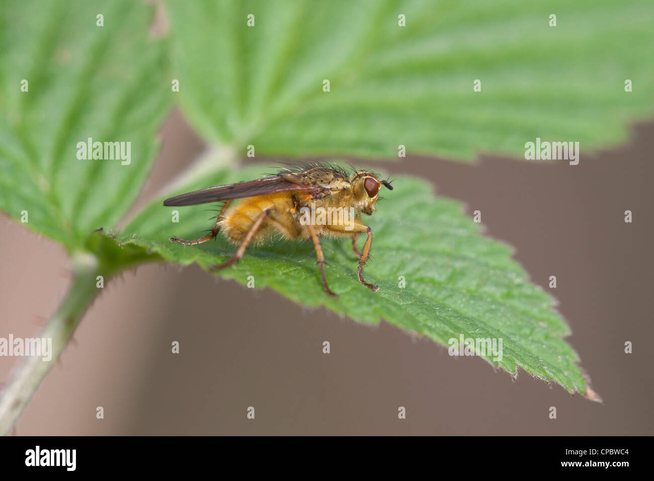 La Bouse jaune Fly Scathophaga stercoraria mouche adulte au repos sur une feuille Banque D'Images