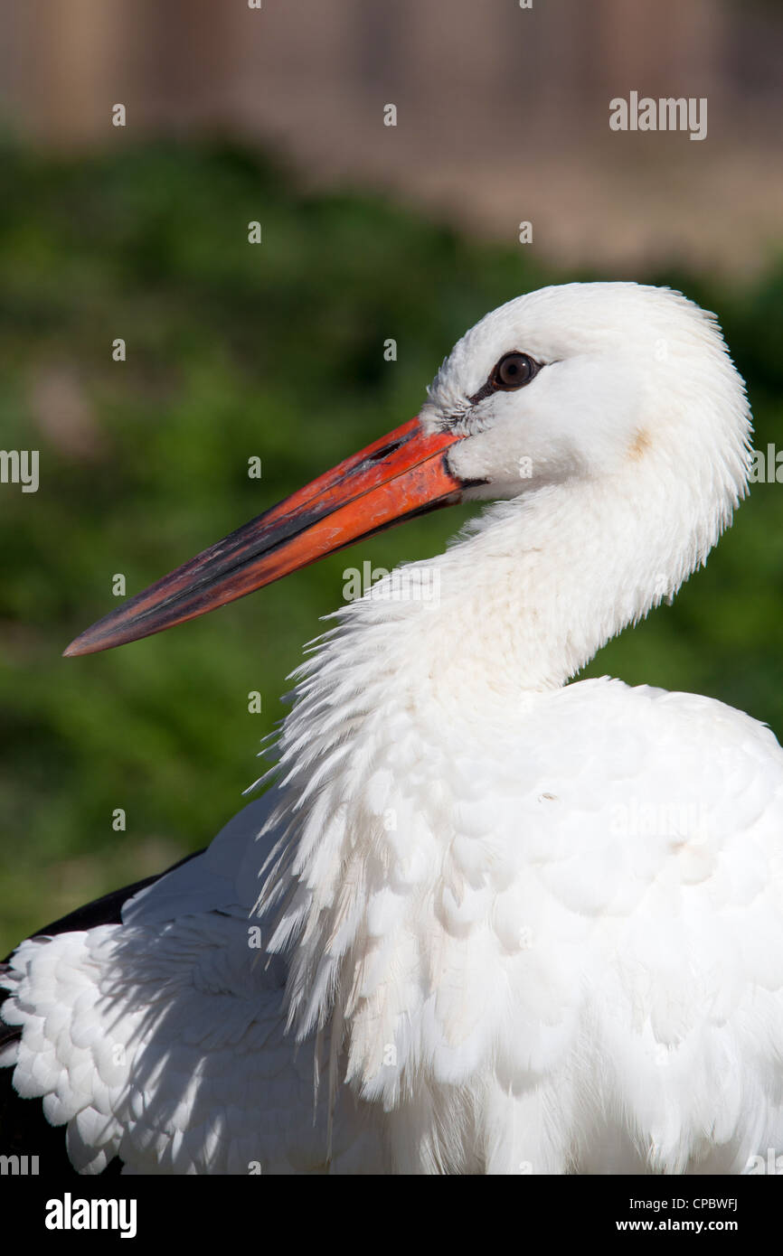 Cigogne blanche Ciconia ciconia des profils close-up (Collection) Banque D'Images