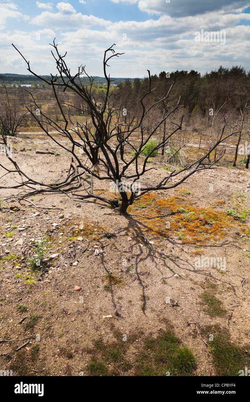 La repousse des plantes couvre-sol à l'emplacement de feu de forêt à Frensham Little Pond à Surrey Banque D'Images