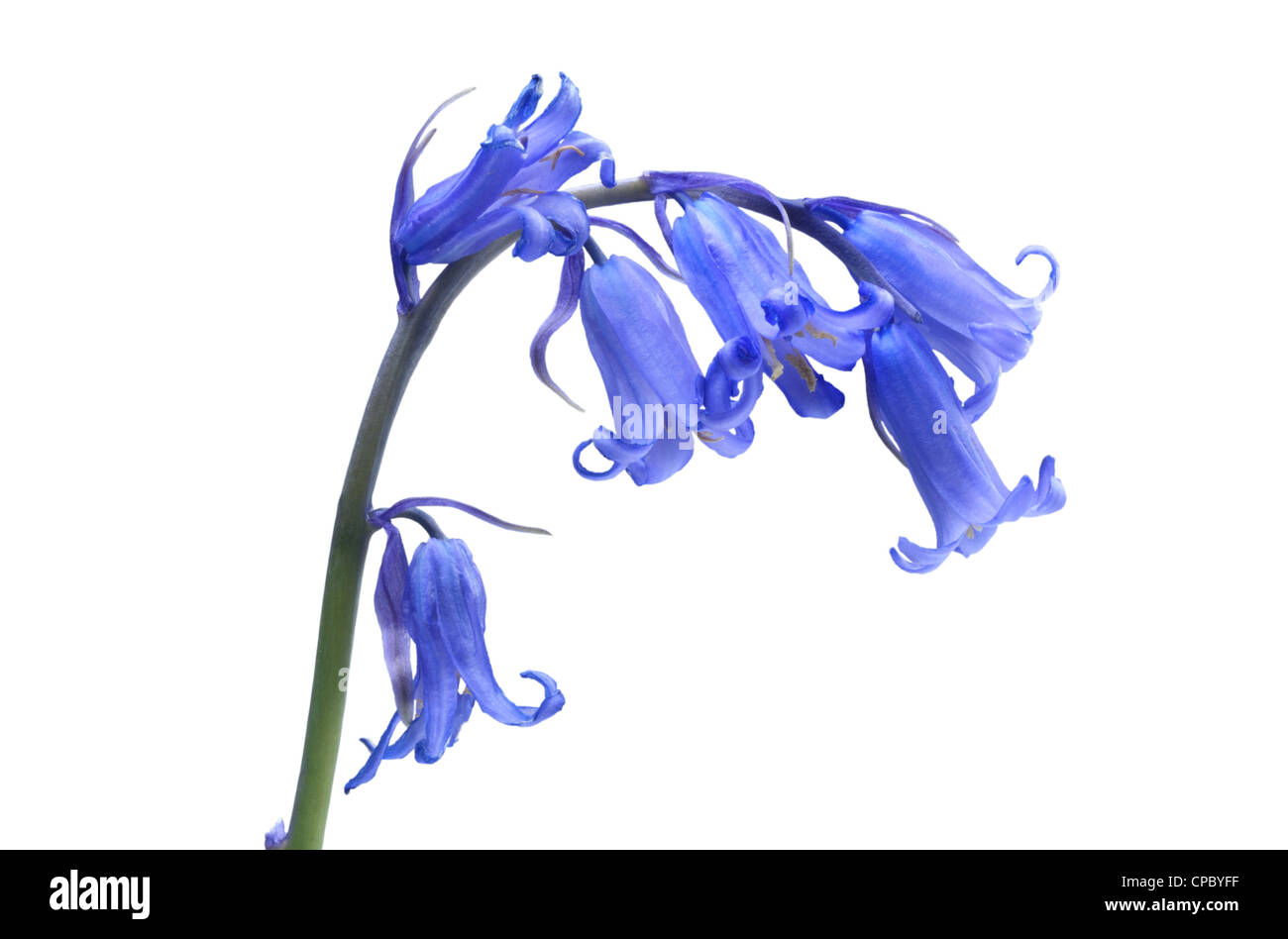 Bluebells - John Gollop Banque D'Images