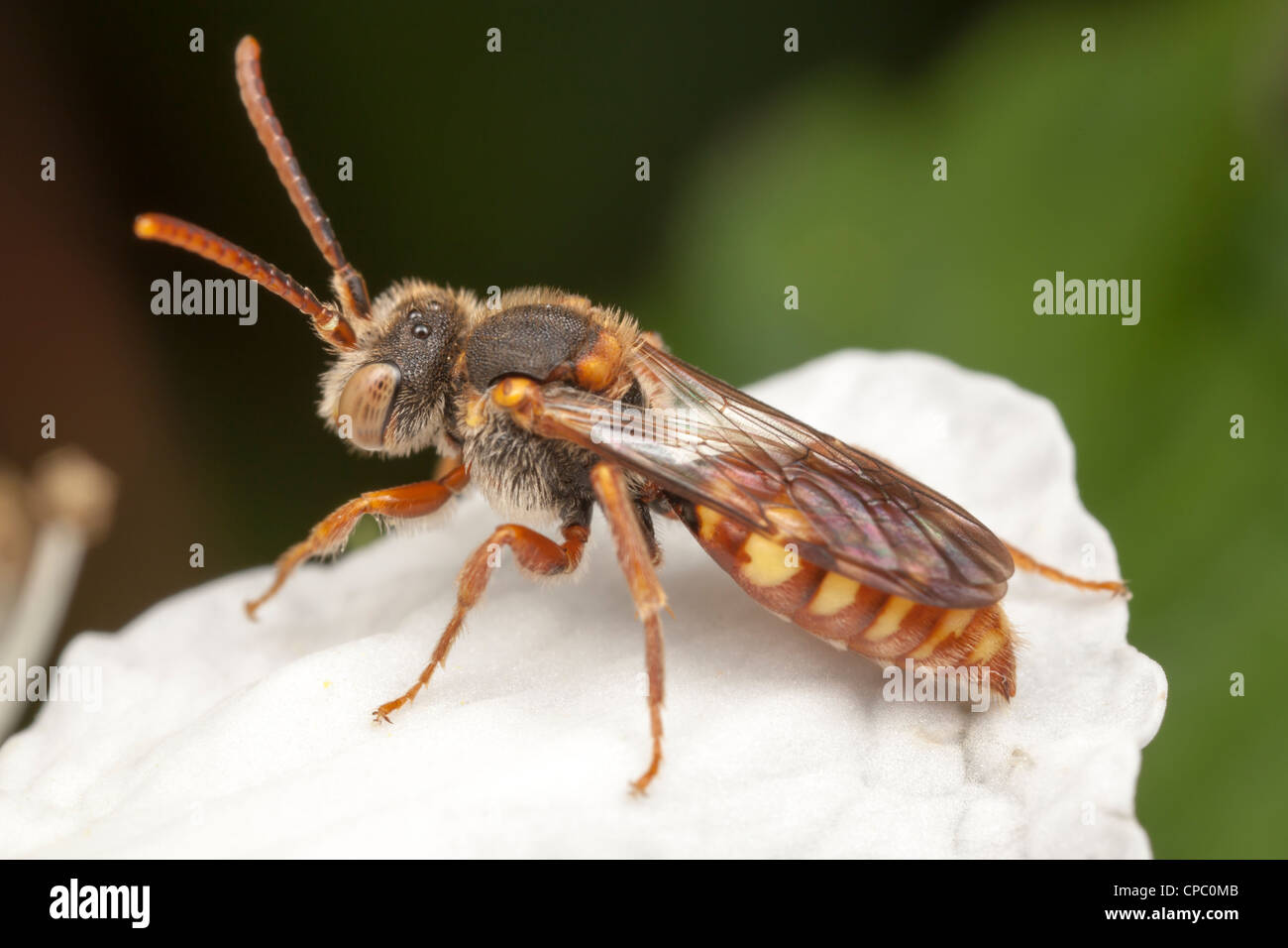 Nomad (abeille Nomada sp.) Banque D'Images