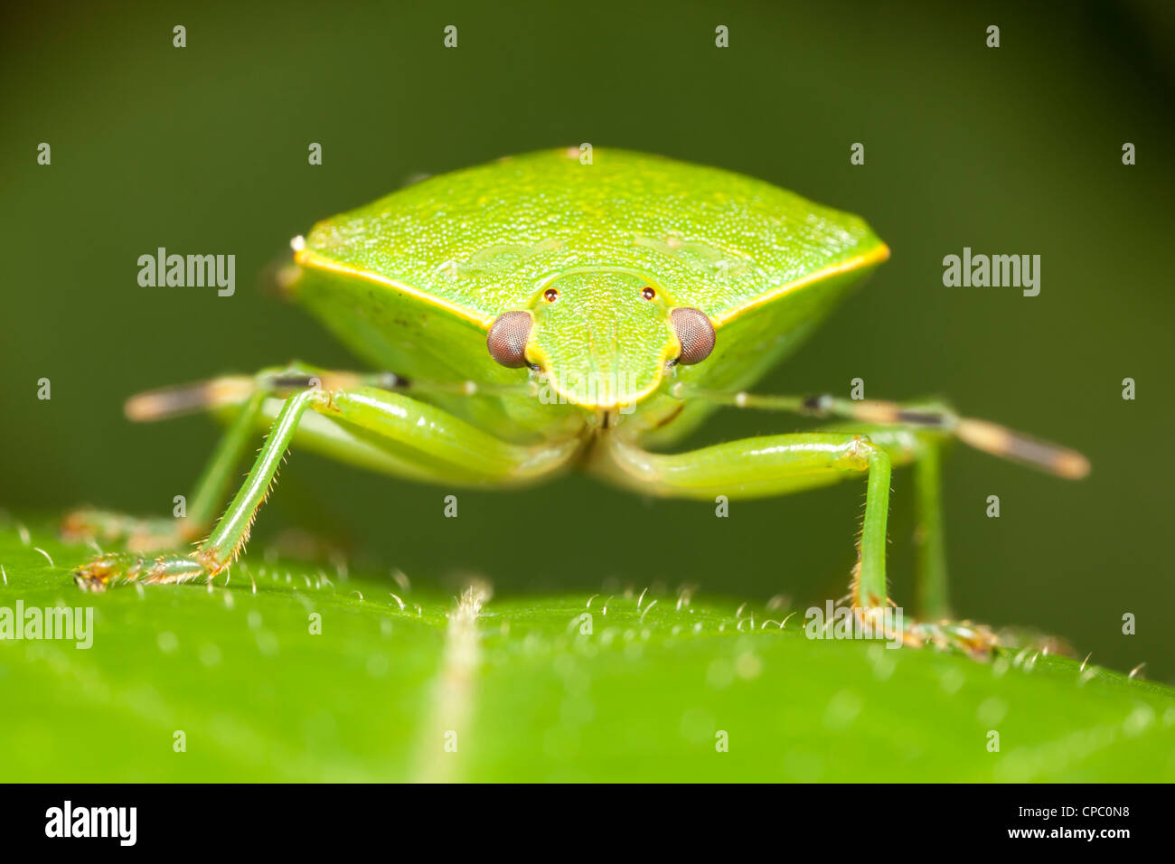 Une vue d'un Green Stink Bug (Chinavia hilaris) perché sur une feuille. Banque D'Images