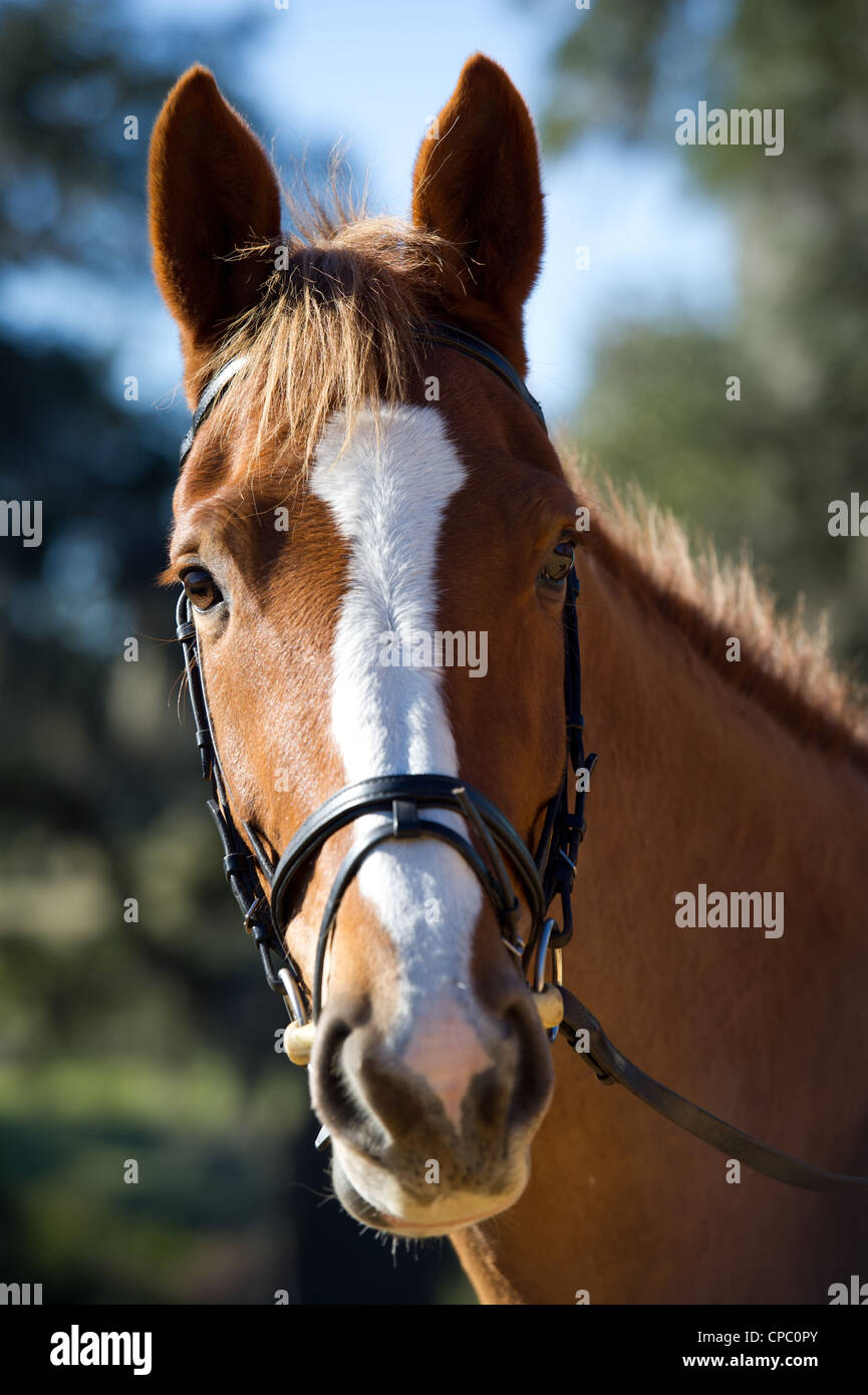 Chesnut projet irlandais Sport Horse mare portrait. Banque D'Images