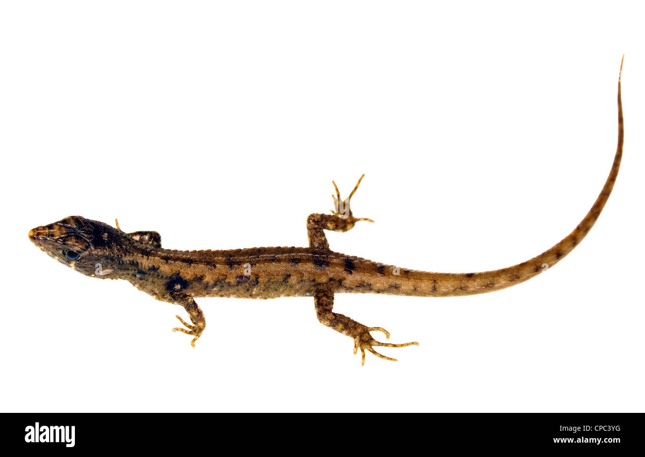 Un Gymnophthalmid Potamites lézard de l'Équateur (sp.) Banque D'Images