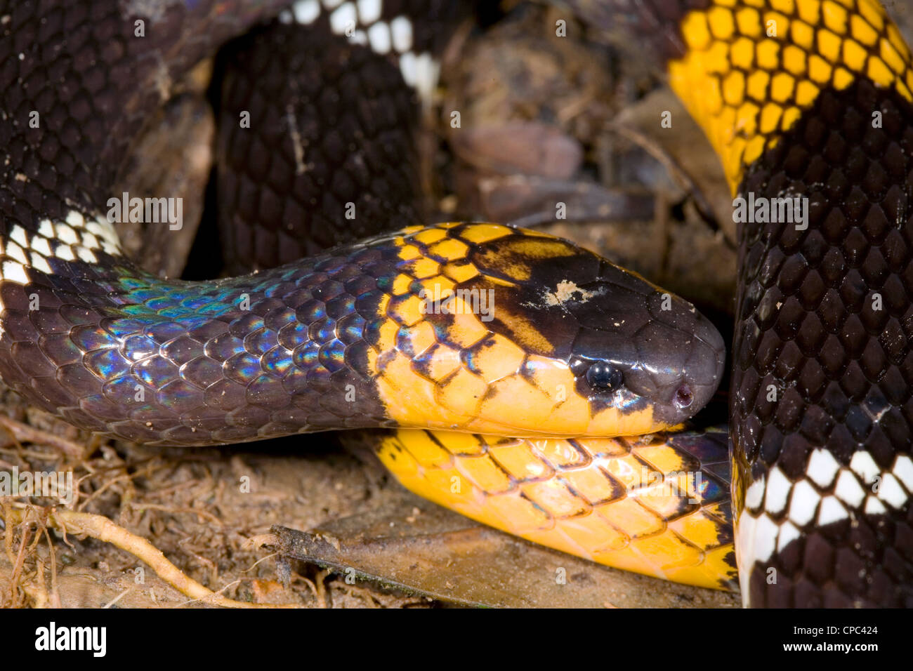 Orange-ringed coral snake (Micrurus hemprichi ortoni) Banque D'Images