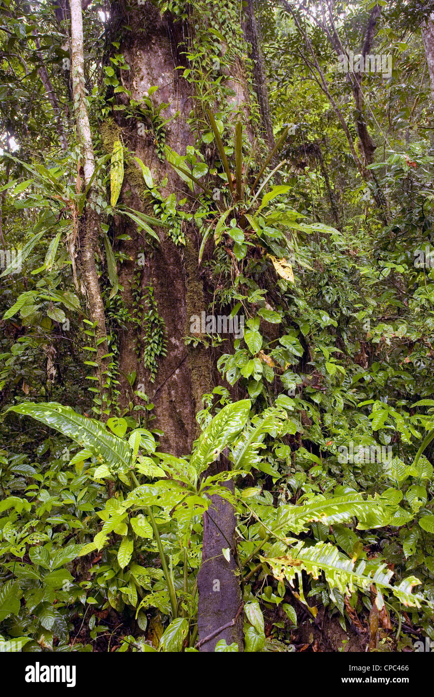 L'intérieur de forêt tropicale en Equateur Banque D'Images