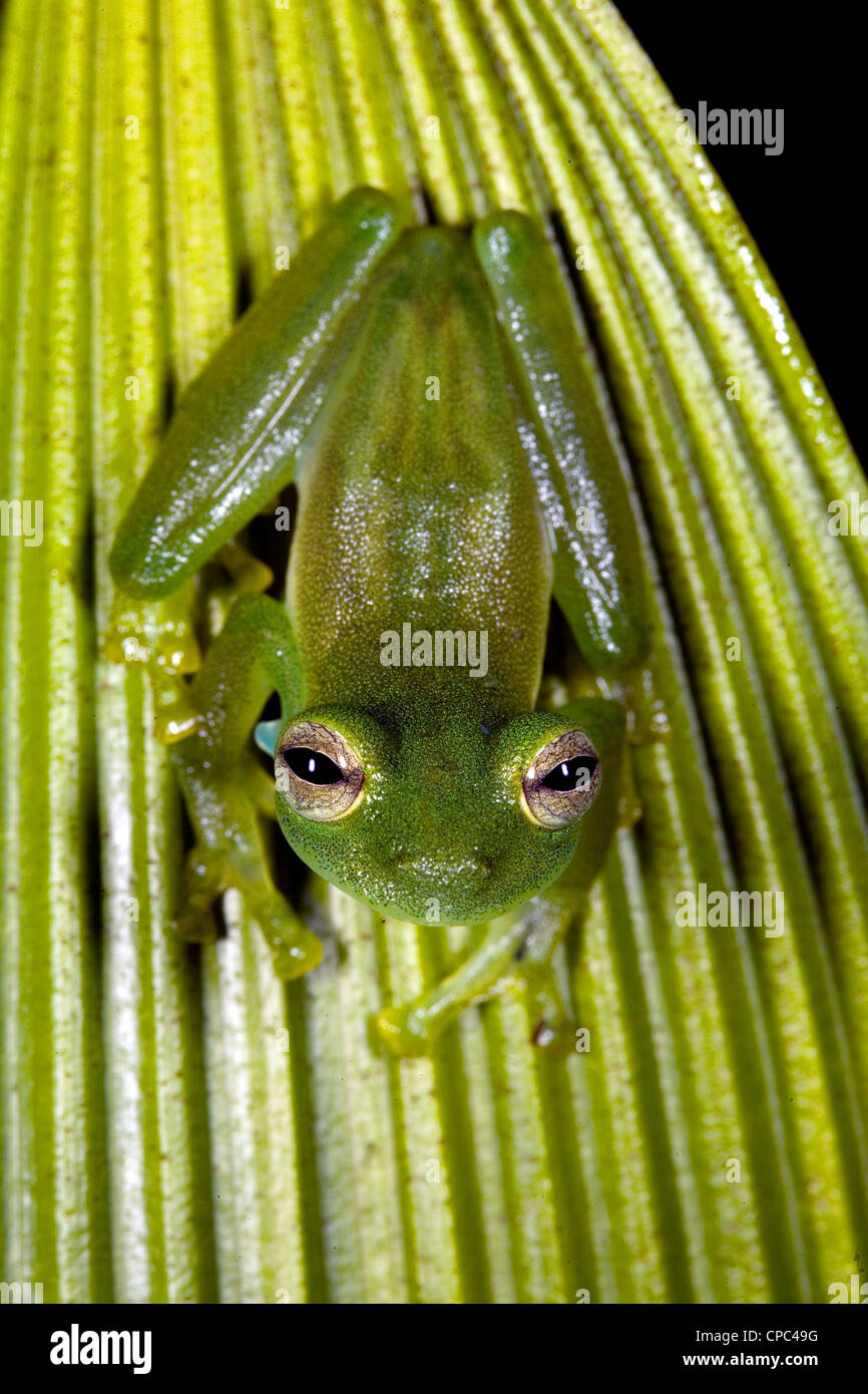 Grenouille de verre cloudforest (Espadarana prosoblepon en Équateur) Banque D'Images