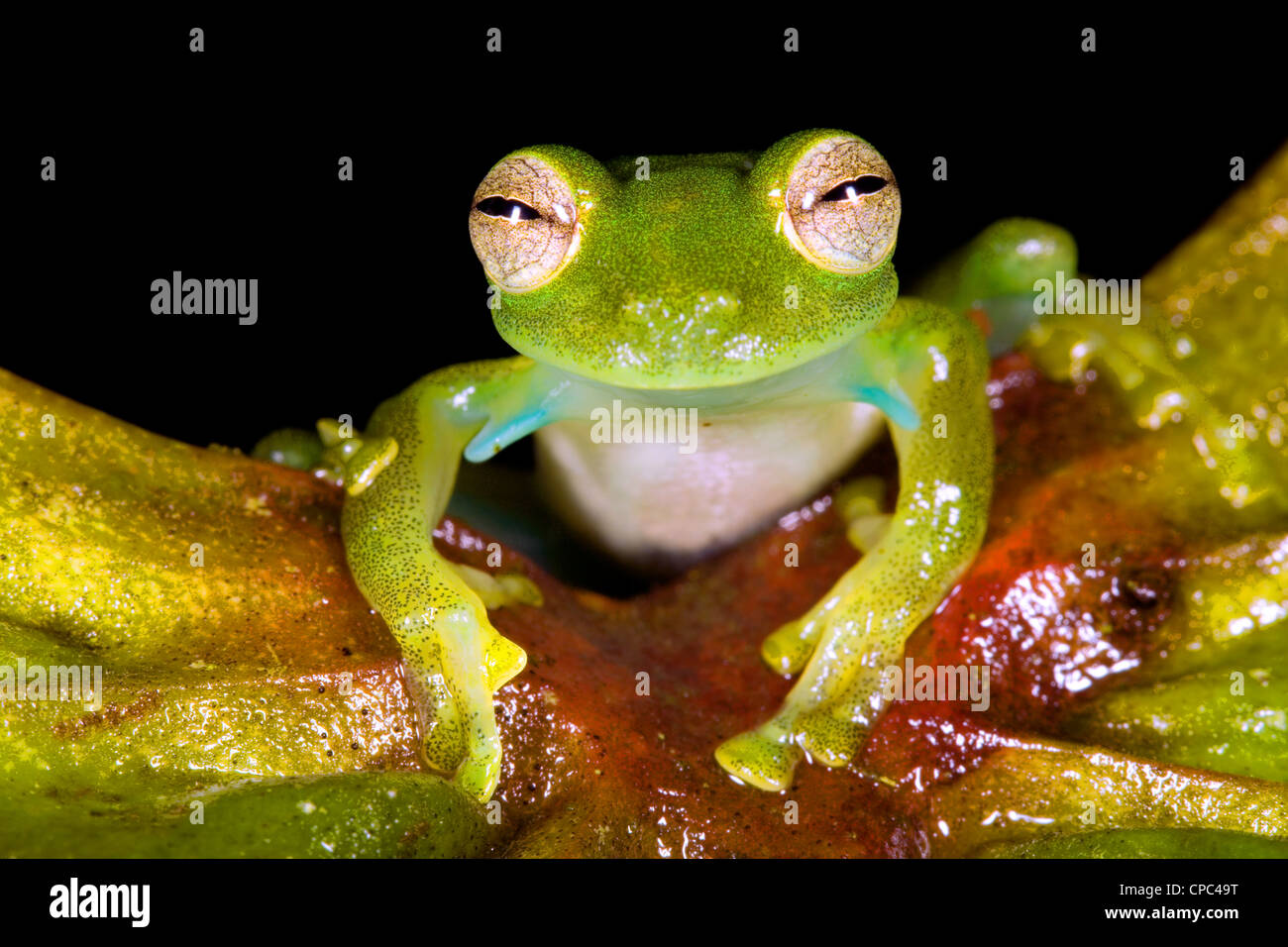 Grenouille de verre cloudforest (Espadarana prosoblepon en Équateur) Banque D'Images