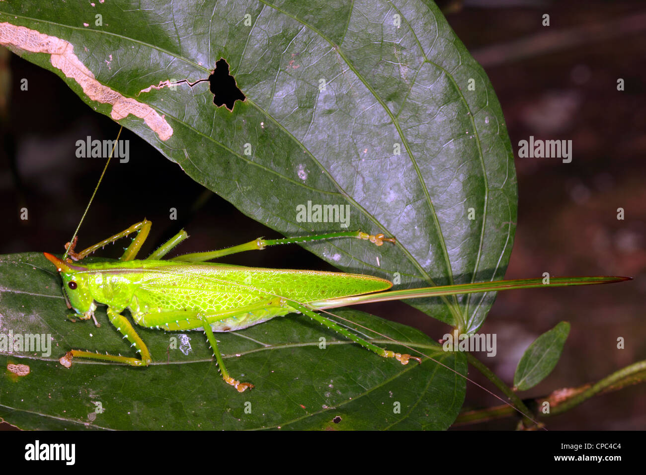 Katydid Conehead sur une feuille dans la nuit dans les forêts tropicales, l'Équateur Banque D'Images