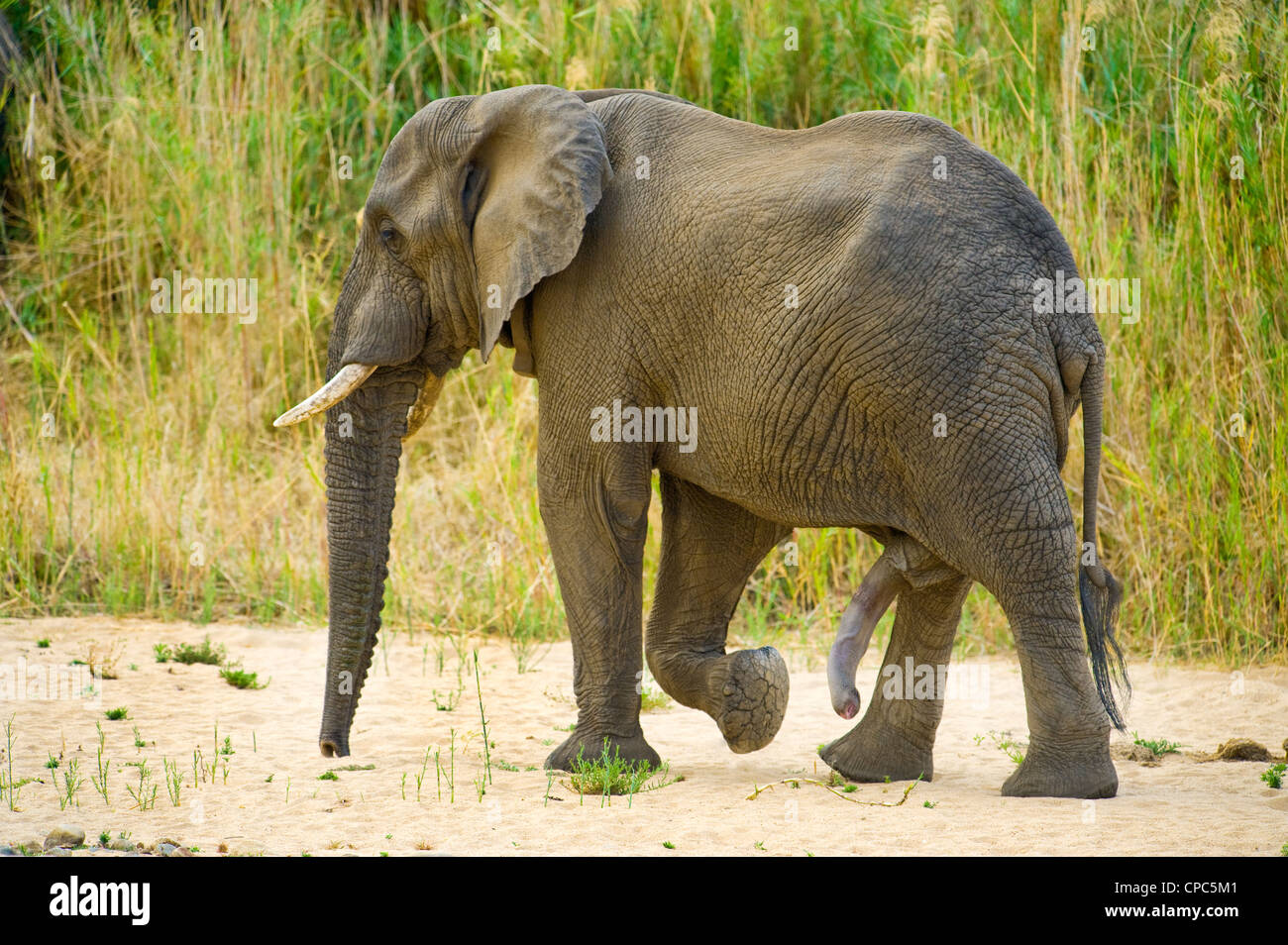Laccouplement des pénis en érection mâle elefant lAfrique du Sud safari  gigantesque pénis évolué incroyable génitales Photo Stock - Alamy
