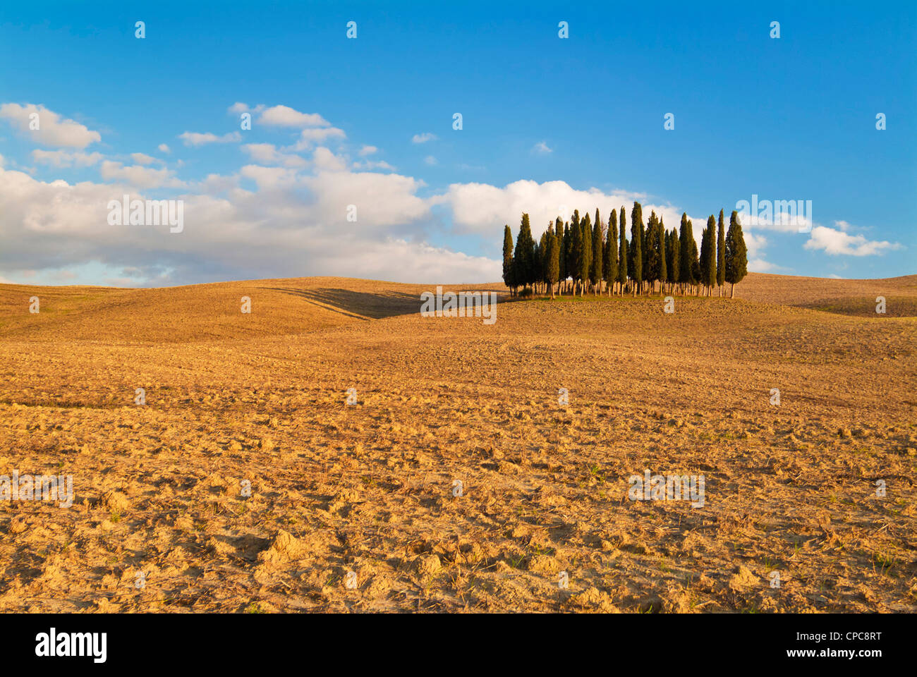 Célèbre bosquet de Cypress Trees Val d'Orcia près de San Quirico d'Orcia Toscane Italie Europe de l'UE Banque D'Images