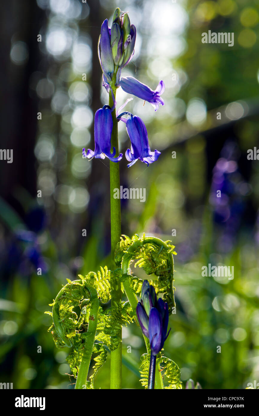 Printemps Bois Bluebell Banque D'Images