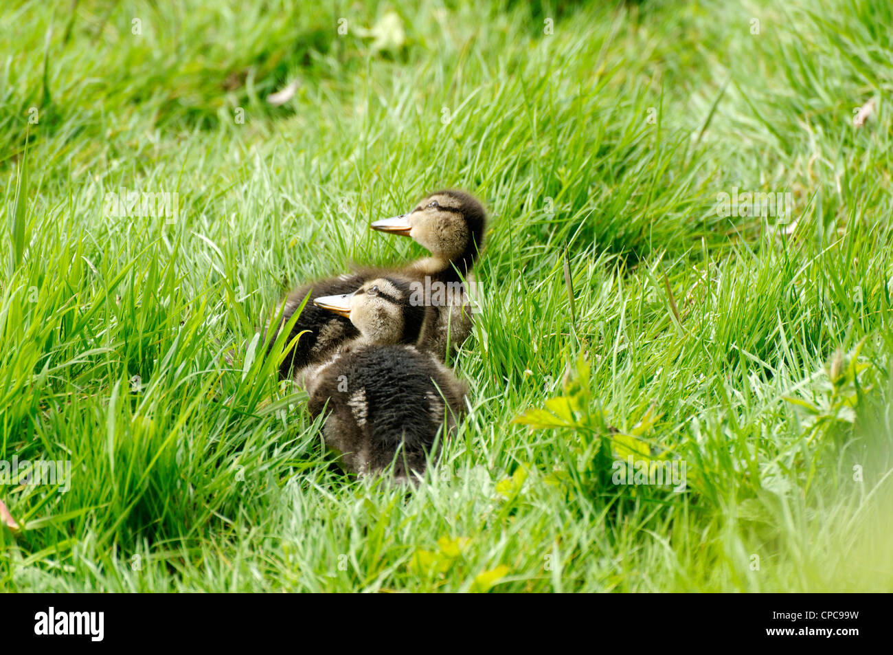 Deux poussins de Canards colverts en regardant vers le ciel Banque D'Images