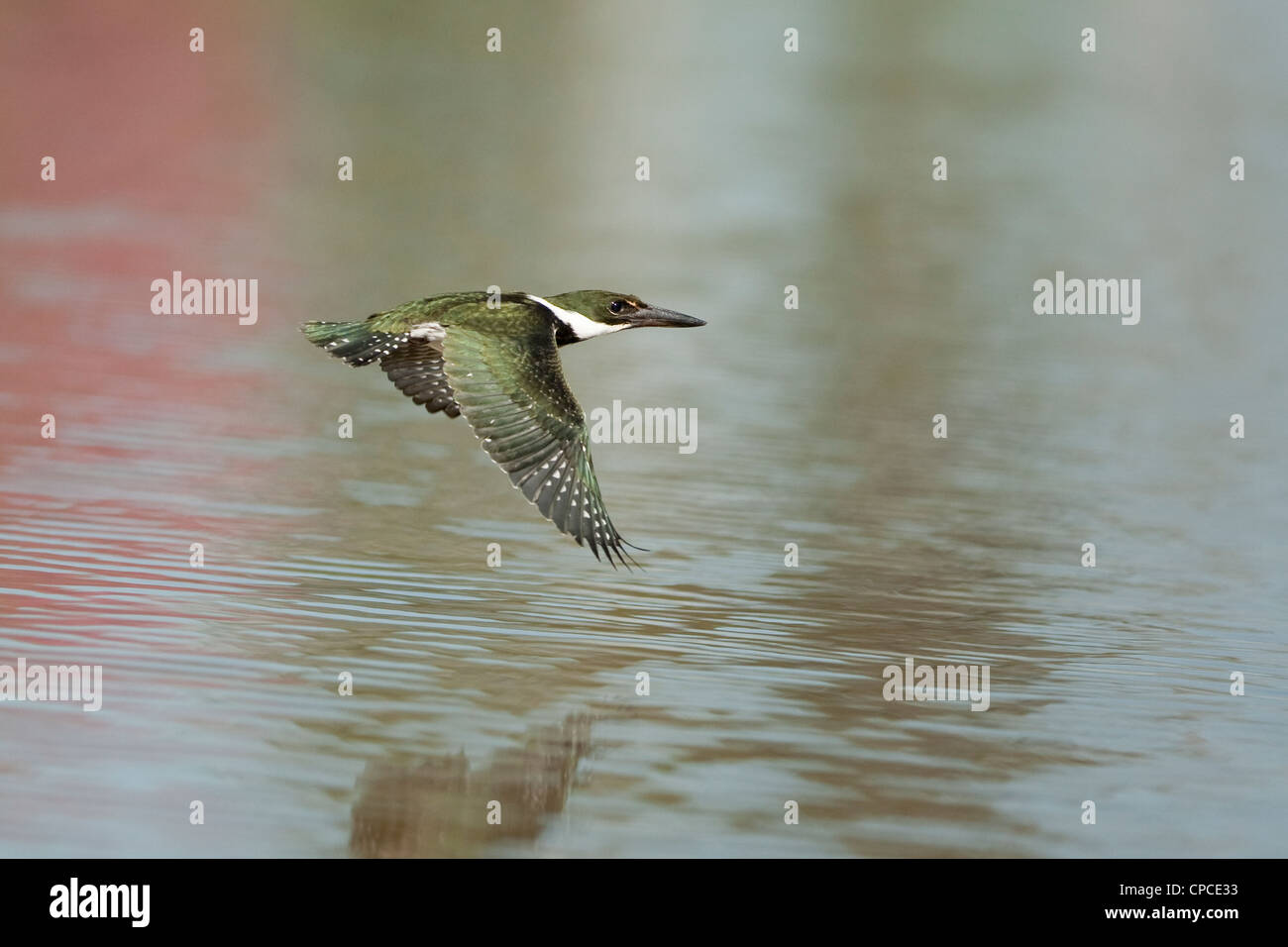 Amazon Kingfisher en vol au dessus de la rivière Pixaim dans le Pantanal, Brésil Banque D'Images