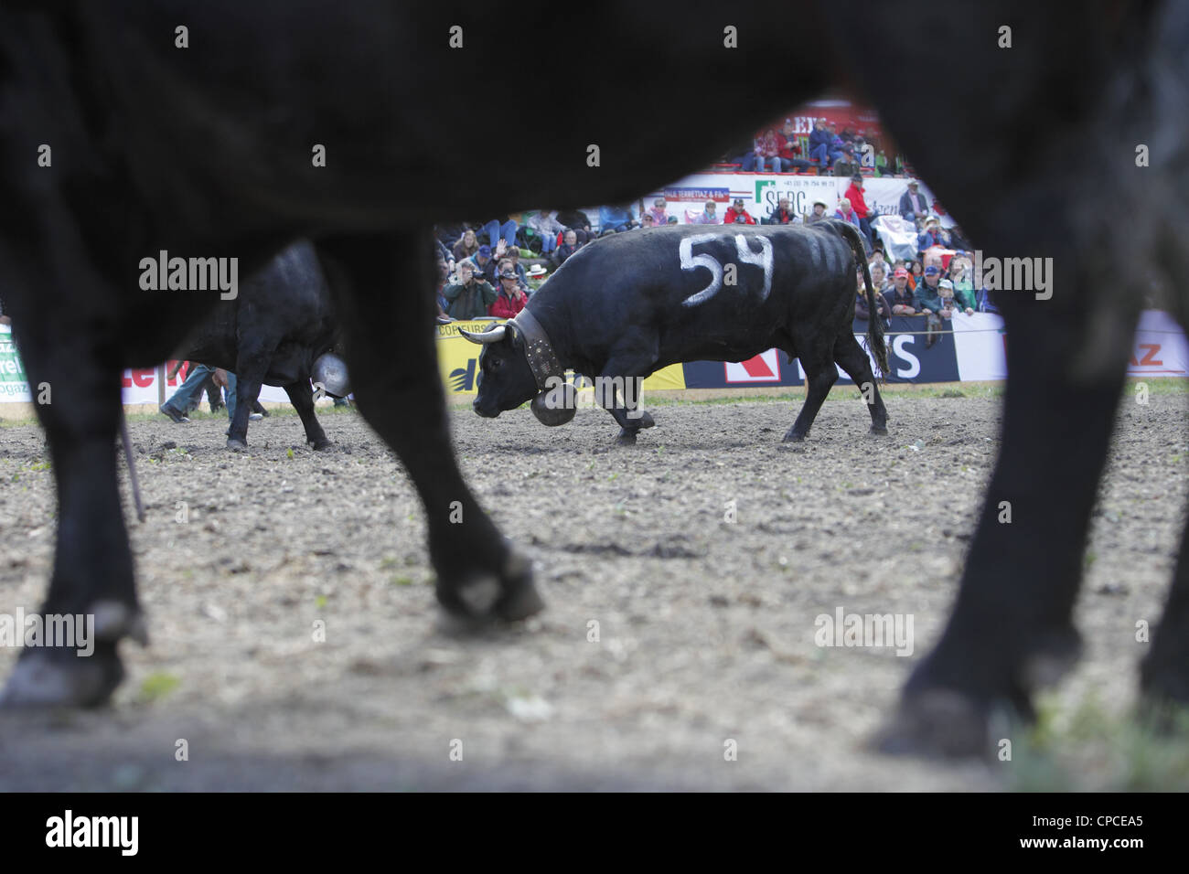 Combat de reines festival a lieu à Aproz, dans le canton du Valais en Suisse pour trouver le 'Reine des vaches' Banque D'Images