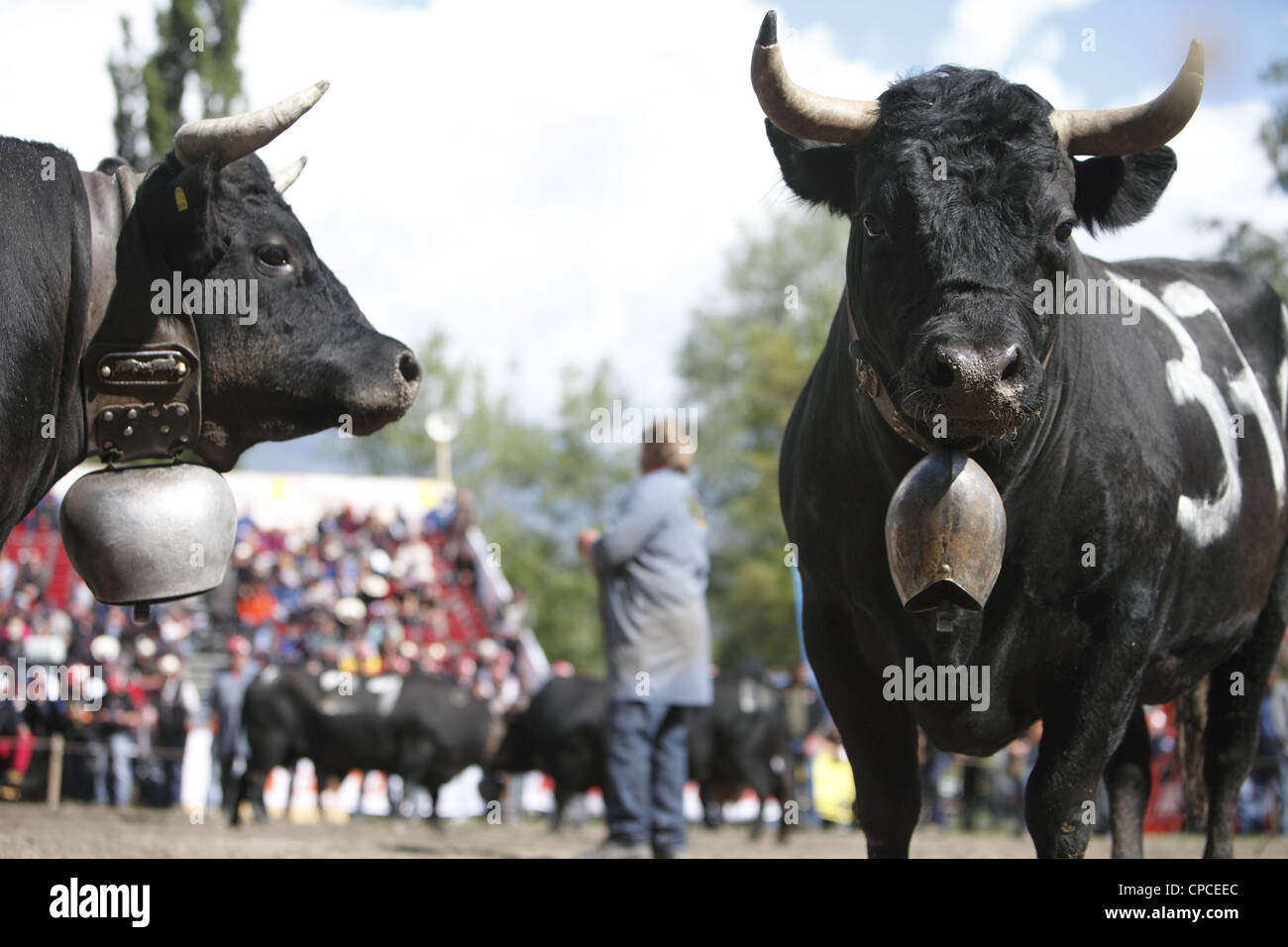 Combat de reines festival a lieu à Aproz, dans le canton du Valais en Suisse pour trouver le 'Reine des vaches' Banque D'Images