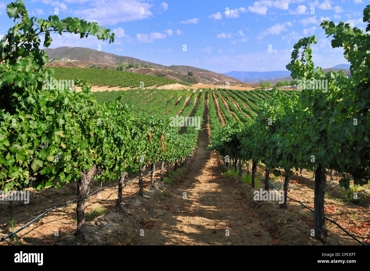 Vignes de Cabernet Sauvignon s'étendre dans la distance à Temecula, Californie Banque D'Images