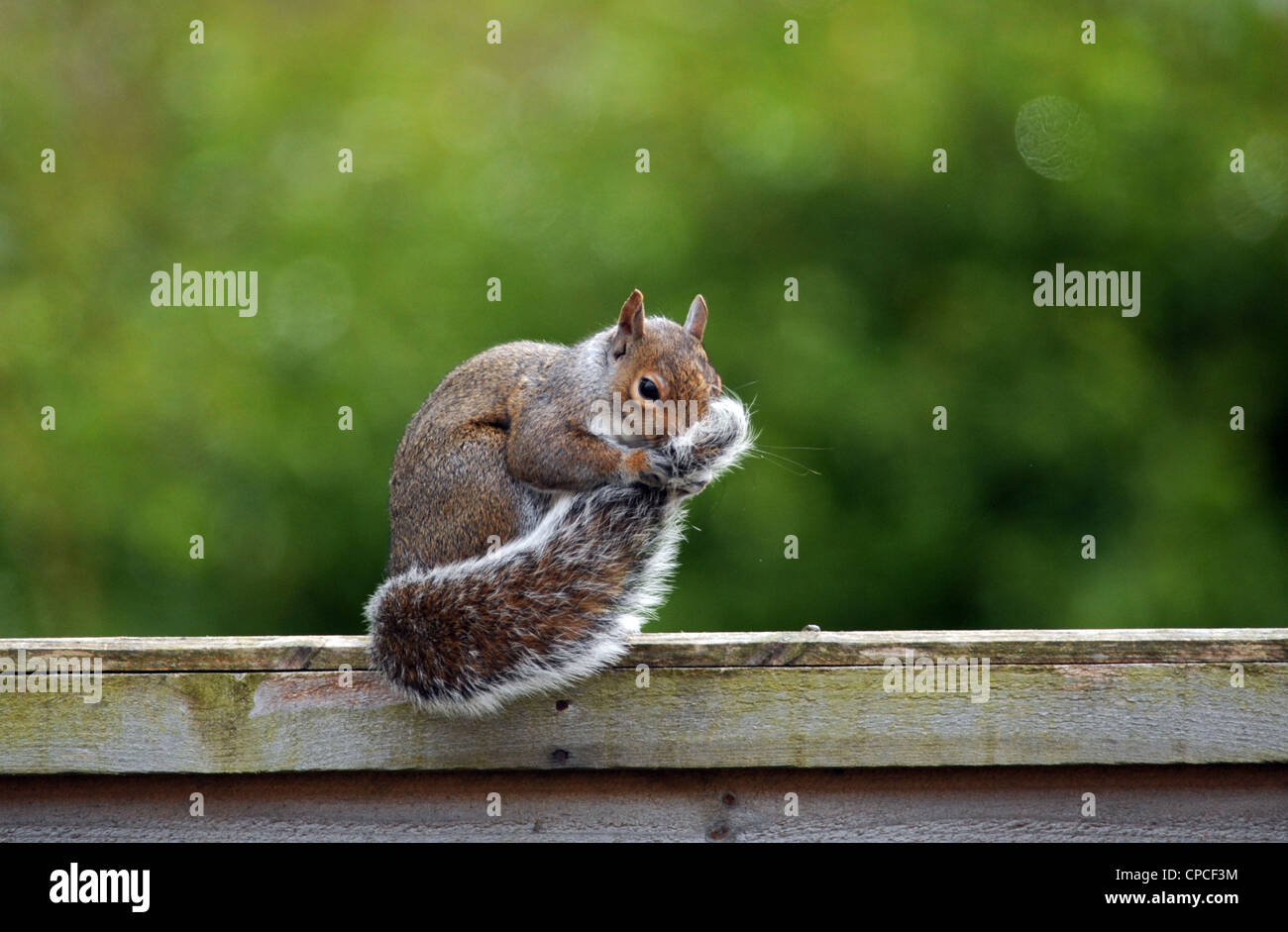 L'écureuil gris Sciurus carolinensis assis sur sa queue nettoyage jardin clôture UK Banque D'Images