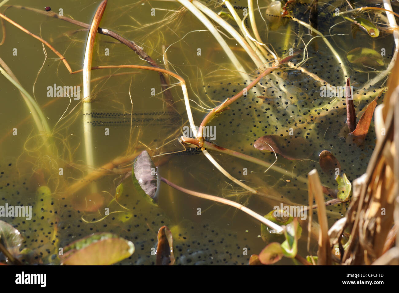 L'hydrocharis (Rana temporaria) masse frogspawn avec cordes de toad frayer Banque D'Images