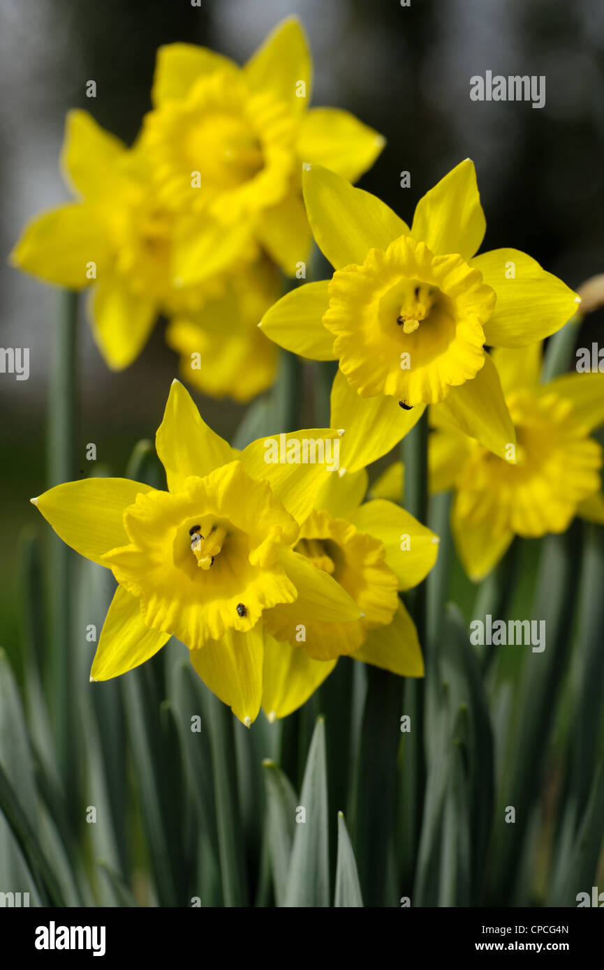 Une jonquille sauvage (Narcissus obvallaris) avec des fleurs de coléoptères polliniques (Brassicogethes aeneus) Banque D'Images