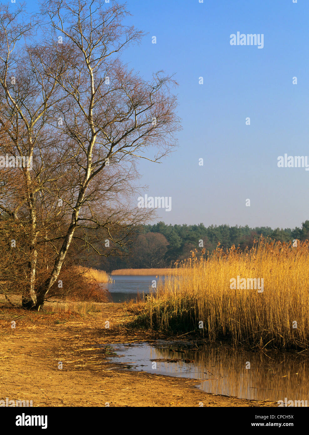 Roseaux marginal sur le bord de l'eau de Frensham Little Pond Lake en hiver. Frensham Common, Farnham, Surrey, Angleterre, Royaume-Uni, Grande Bretagne. Banque D'Images