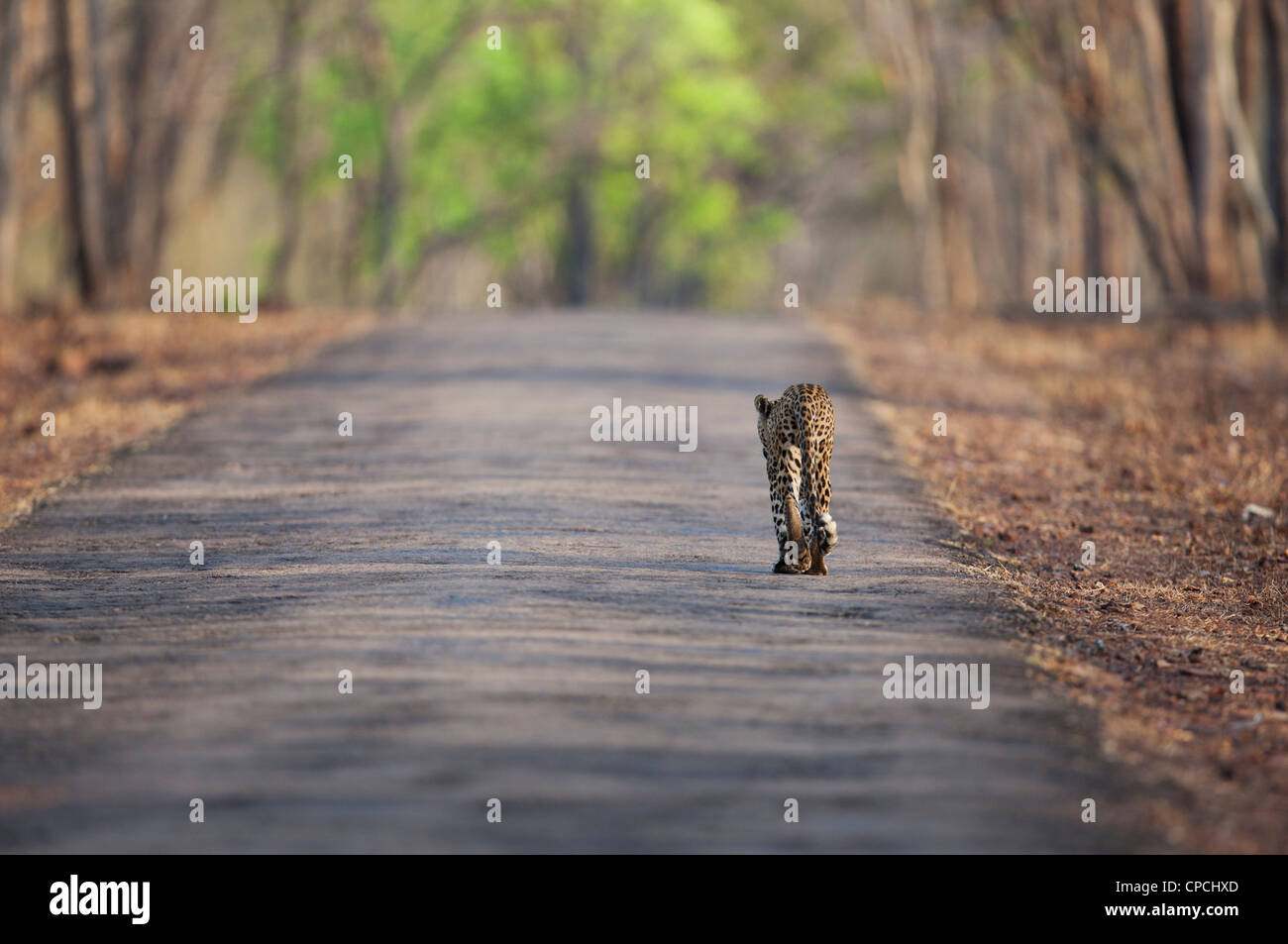 Leopard marcher dans la forêt de Tadoba Andhari Tiger Reserve. (Panthera pardus) Banque D'Images