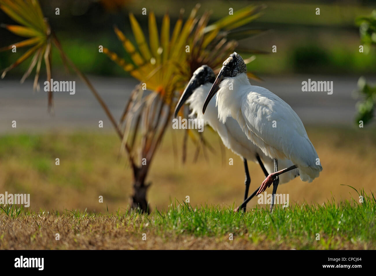 Wood Stork (Mycteria americana) dans quartier résidentiel, Venise, Floride Banque D'Images