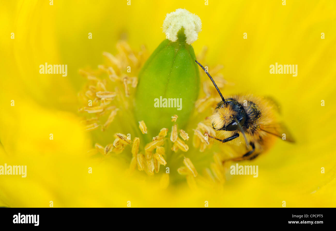L'Abeille du nectar de fleur de pavot jaune et la pollinisation de la plante. Banque D'Images