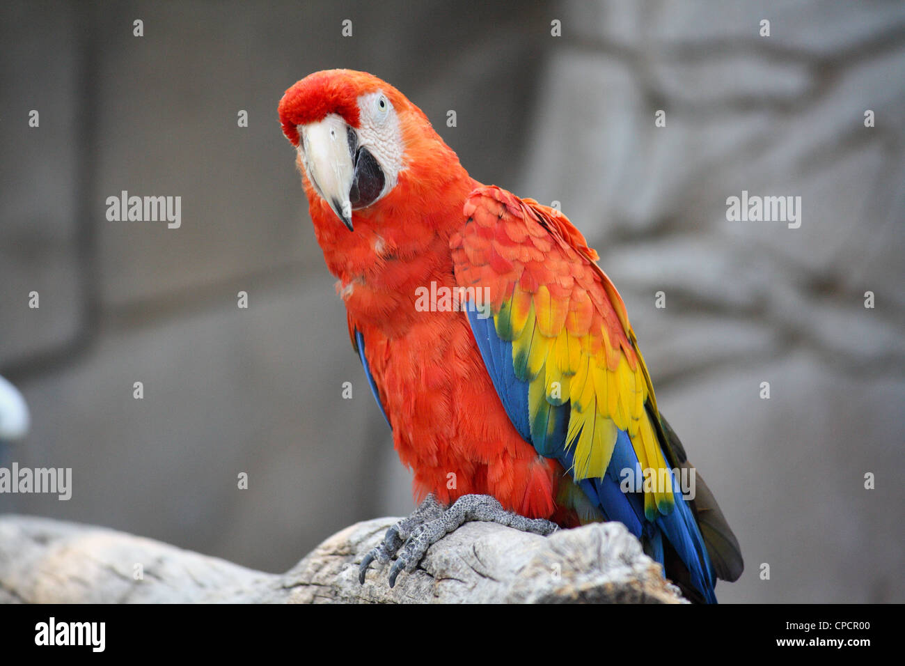 L'ara rouge (Ara macao), un gros macaw, originaire de forêts sempervirentes humides de l'Amérique tropicale Banque D'Images