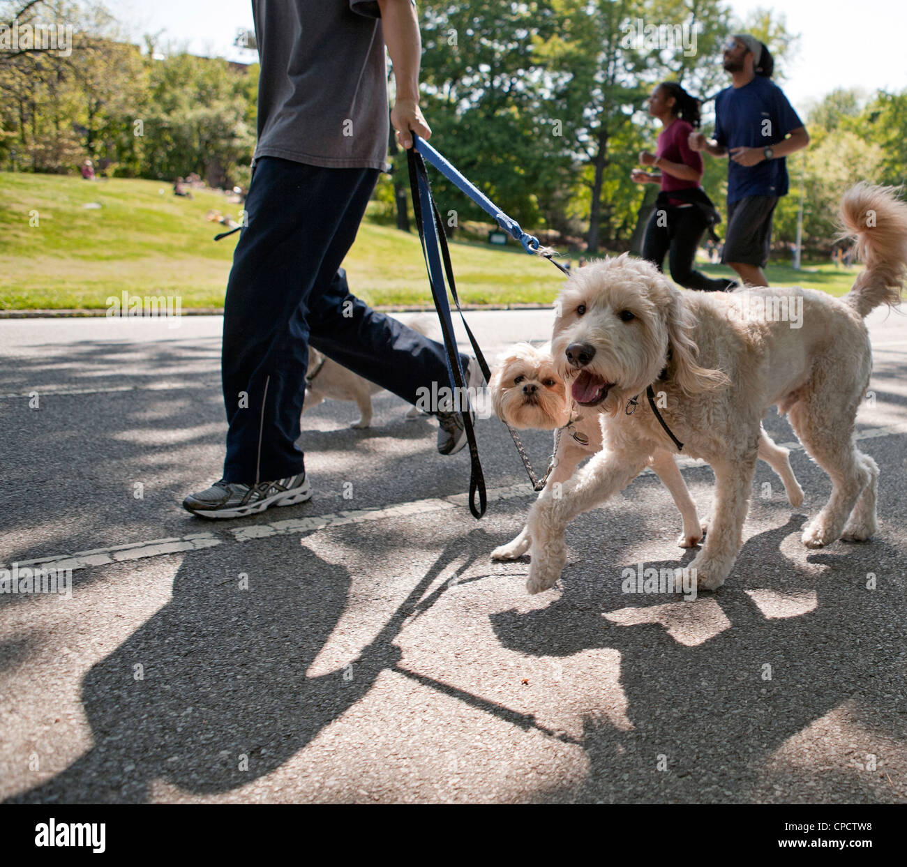 Un homme promène son chien dans la région de Prospect Park à Brooklyn, New York. Banque D'Images