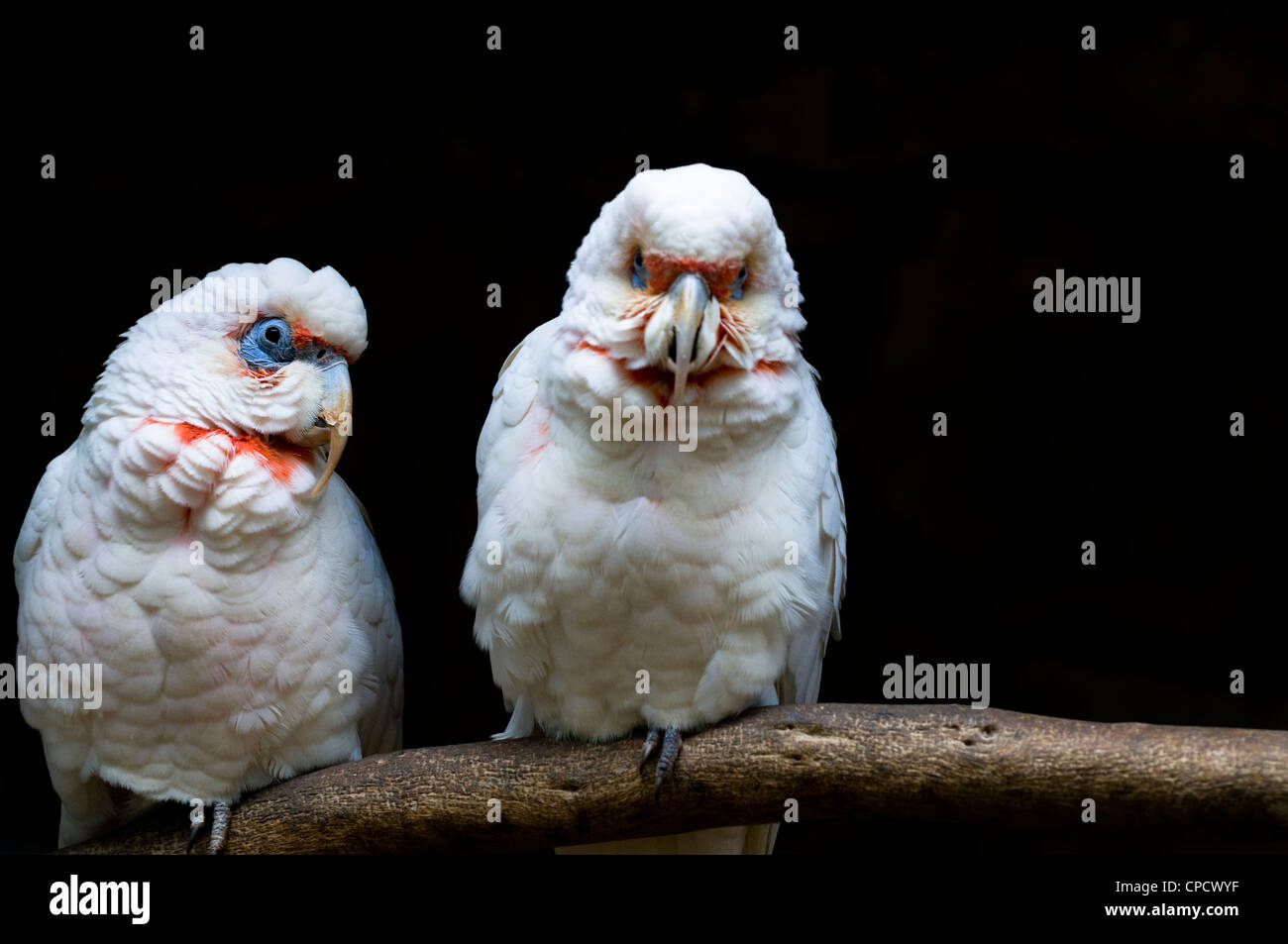 Les Long-billed Corella, Cacatua tenuirostris, Parrot de l'Australie. Banque D'Images