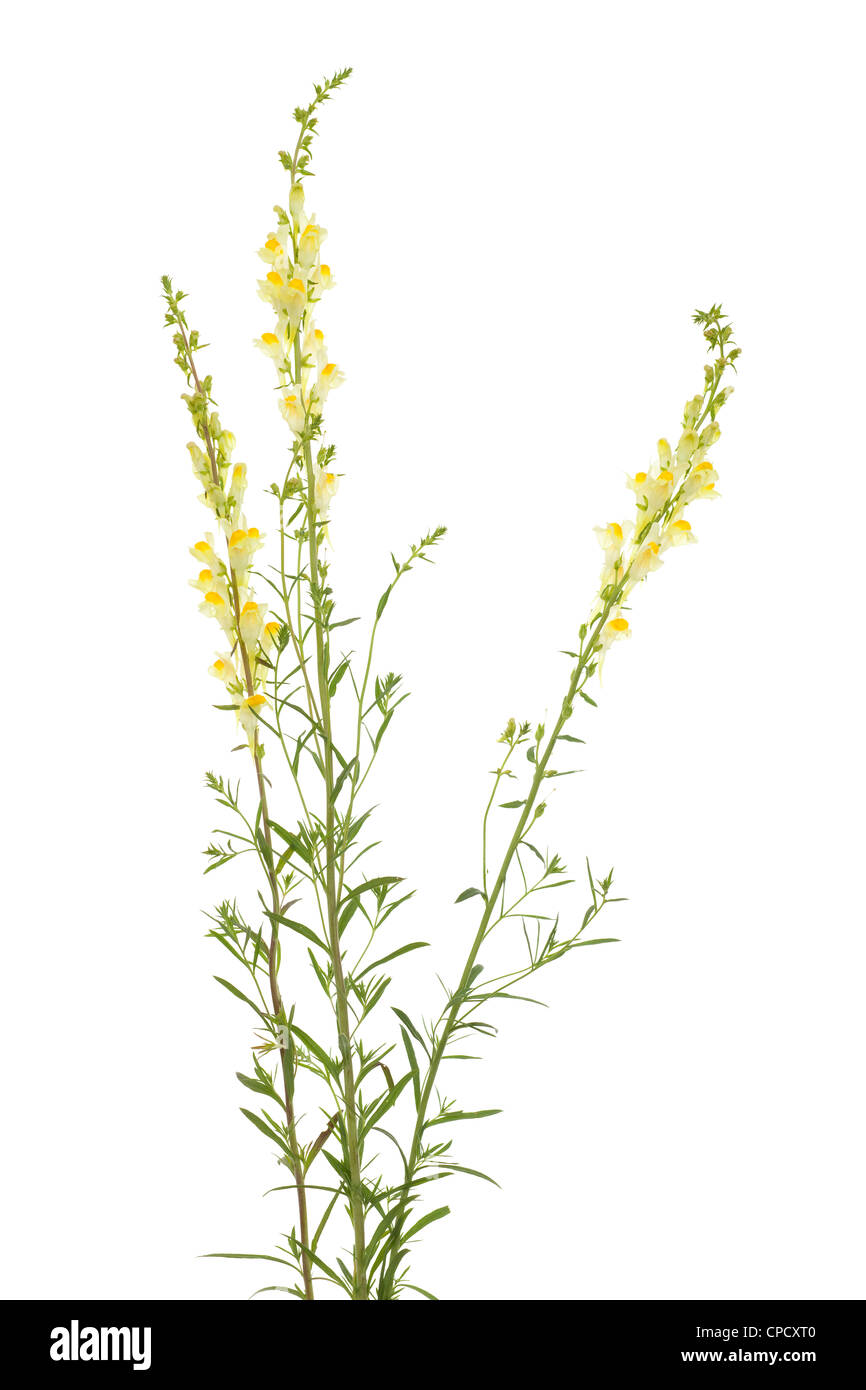 Trois Linaria vulgaris fleurs sur fond blanc Banque D'Images