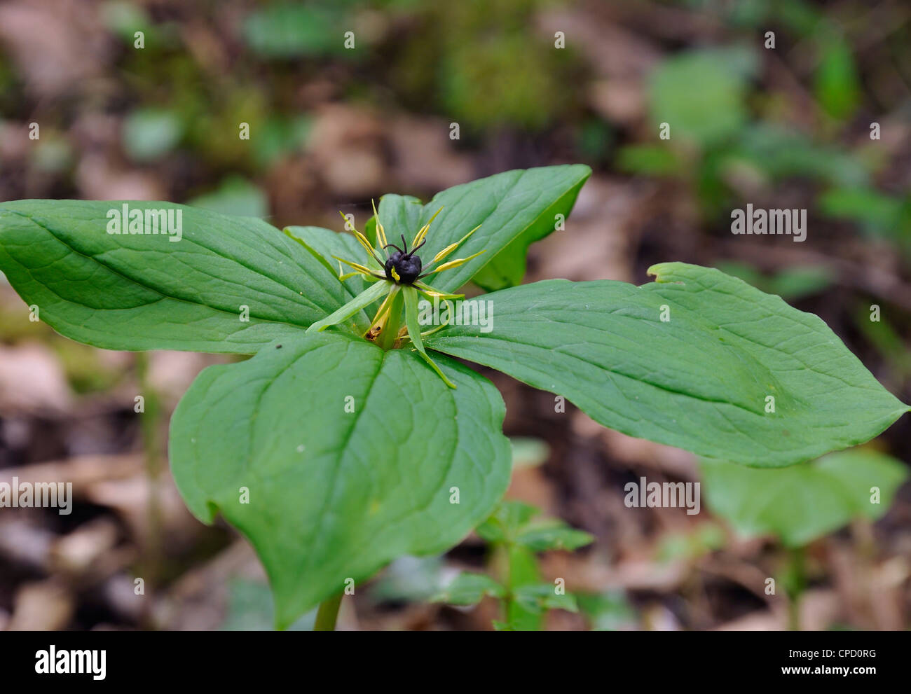 Herb Paris - Paris quadrifolia Banque D'Images