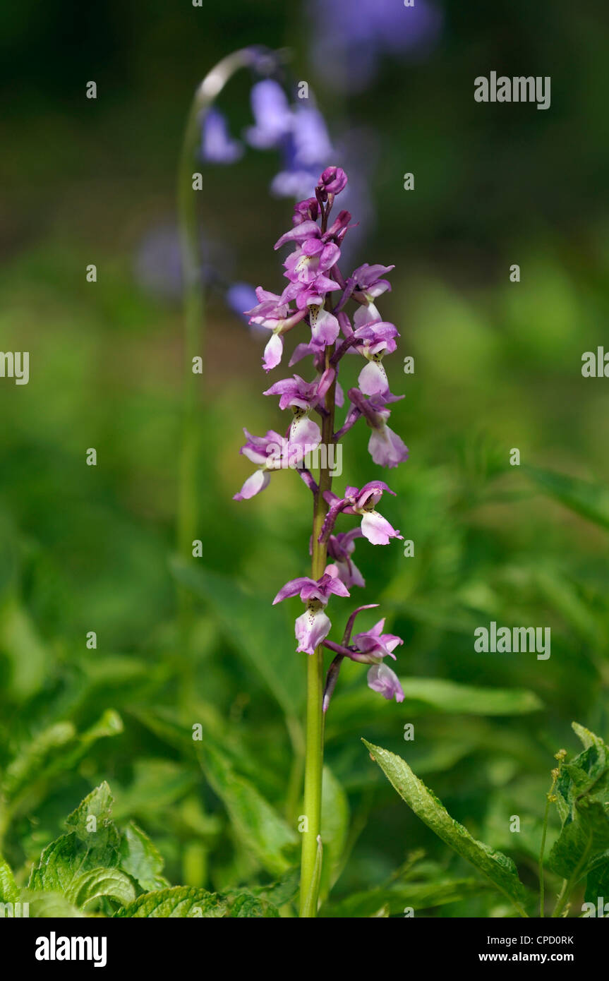 Early Purple Orchid - Orchis mascula avec Bluebell - Hyacinthoides non-scriptus Banque D'Images