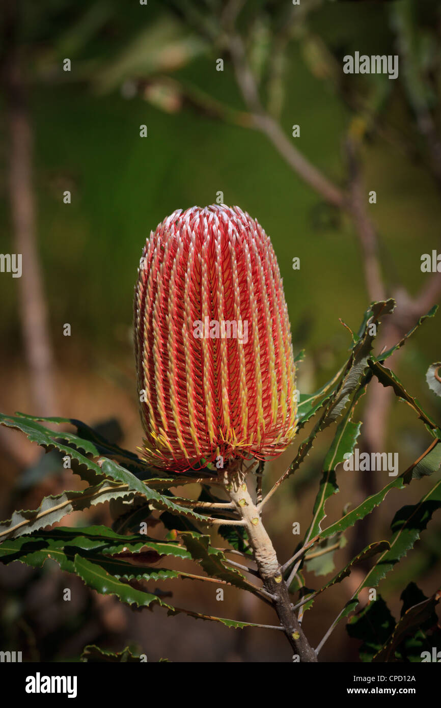 Belle fleur Banksia australien Banque D'Images