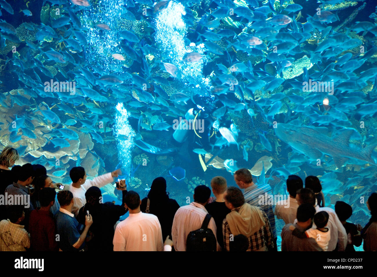 L'aquarium de Dubai Mall, Dubai, Émirats arabes unis, Moyen Orient Banque D'Images