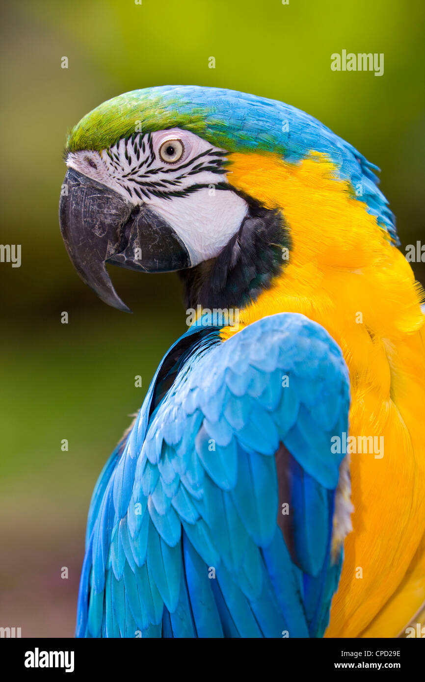 Blue-and-Yellow Macaw (Ara ararauna ) Banque D'Images