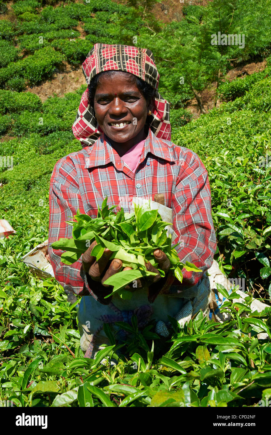 Travailleur tamoul sur une plantation de thé, Munnar, Kerala, Inde, Asie Banque D'Images