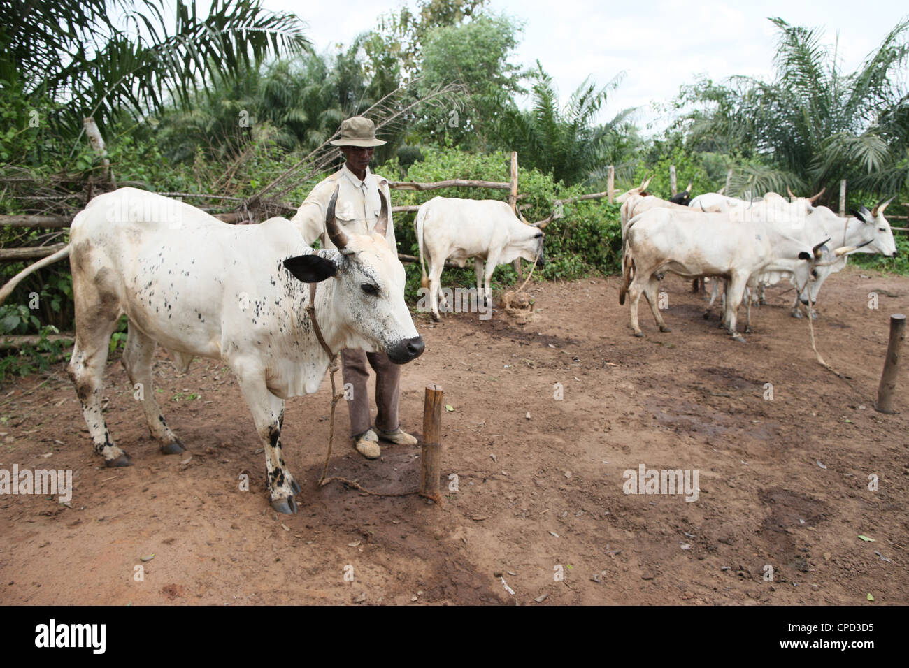 Ranch de bétail, Tori, Bénin, Afrique de l'Ouest, l'Afrique Banque D'Images