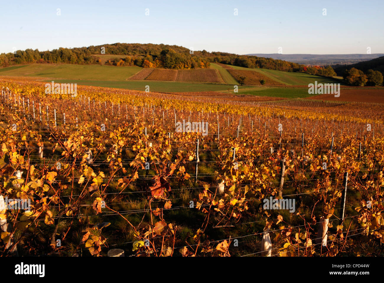 Vignoble de Bourgogne, Culles-les-Roches, Saône-et-Loire, Bourgogne, France, Europe Banque D'Images
