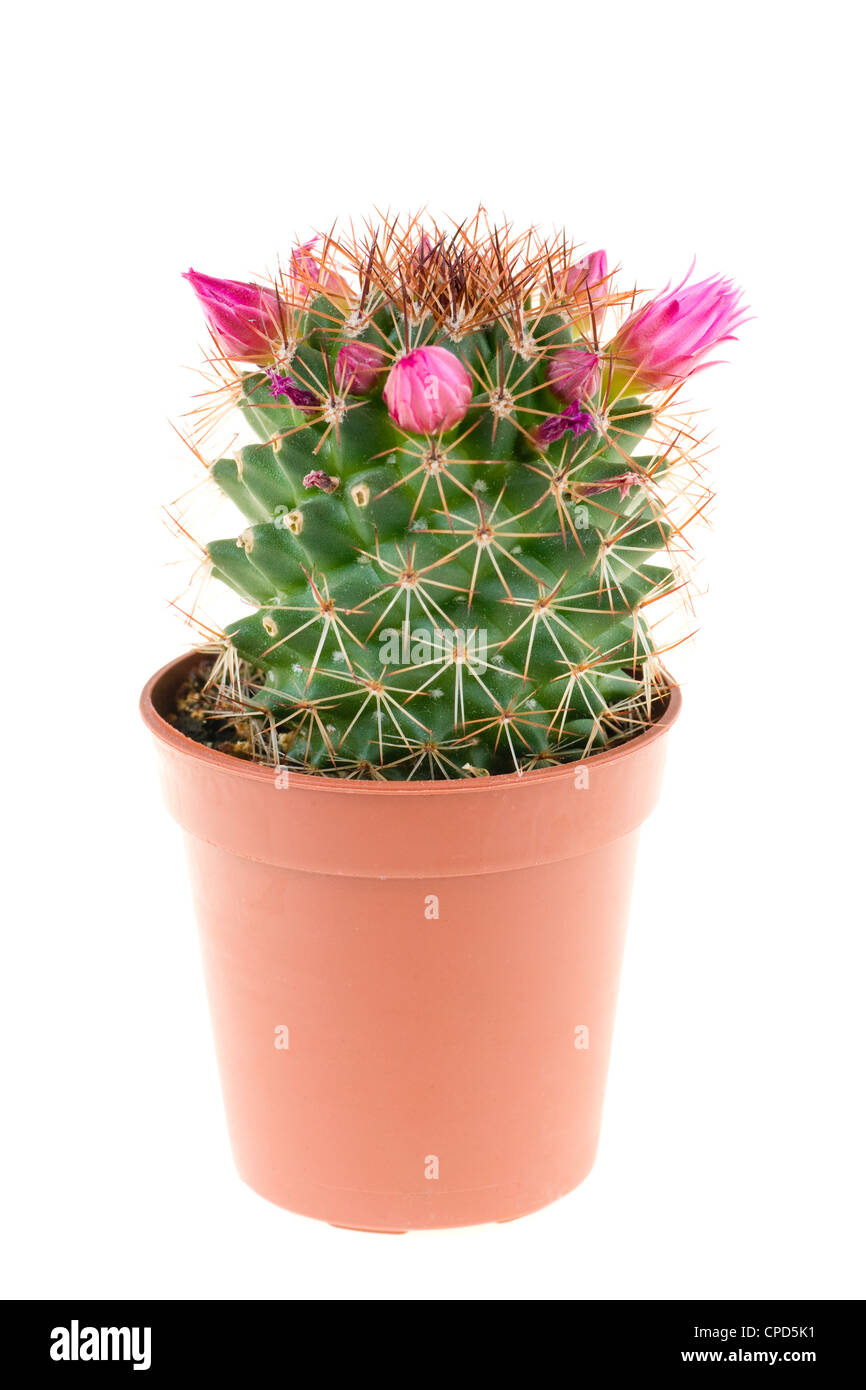 De belles fleurs de cactus dans un pot Banque D'Images